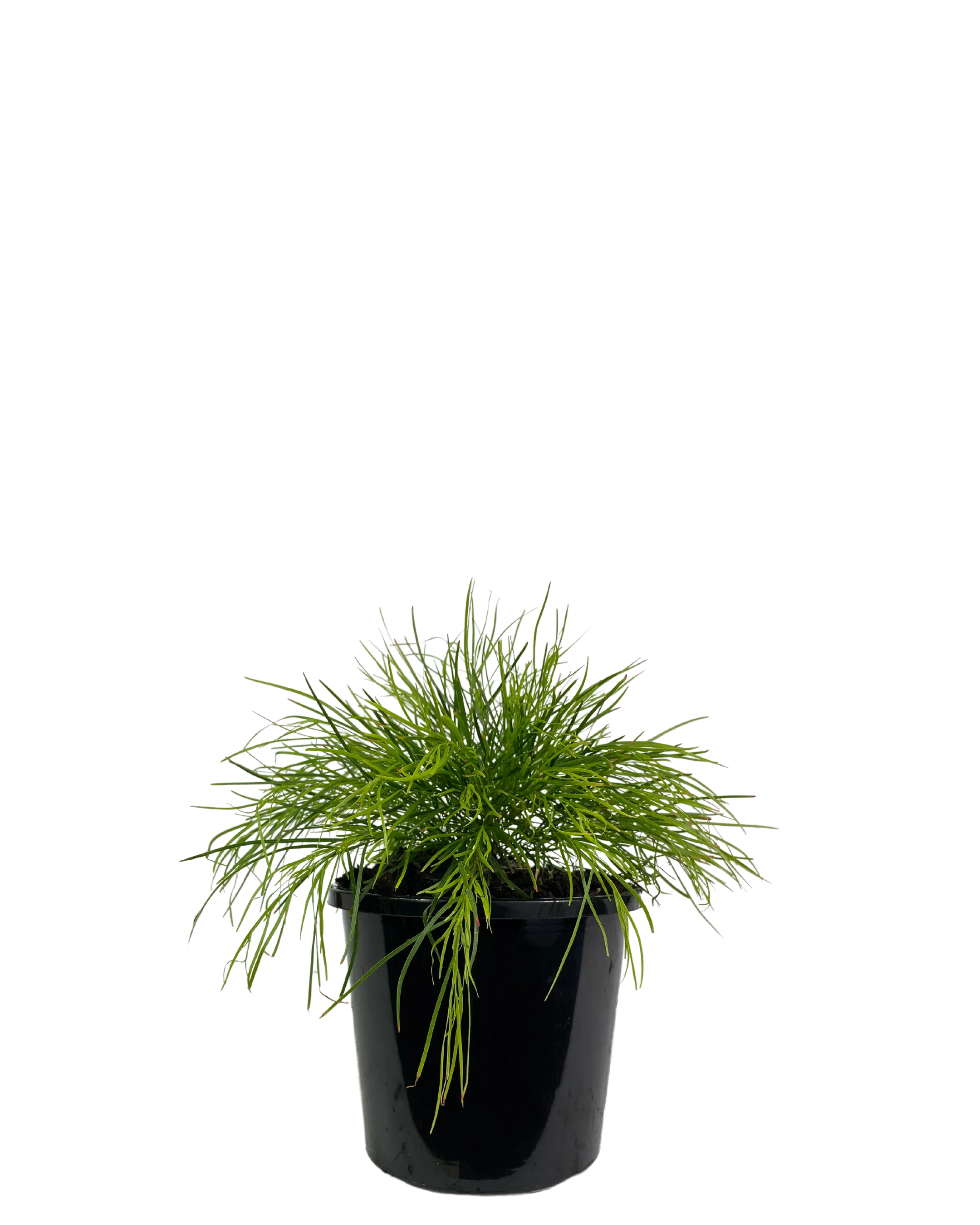 Acacia Cognata Limelight