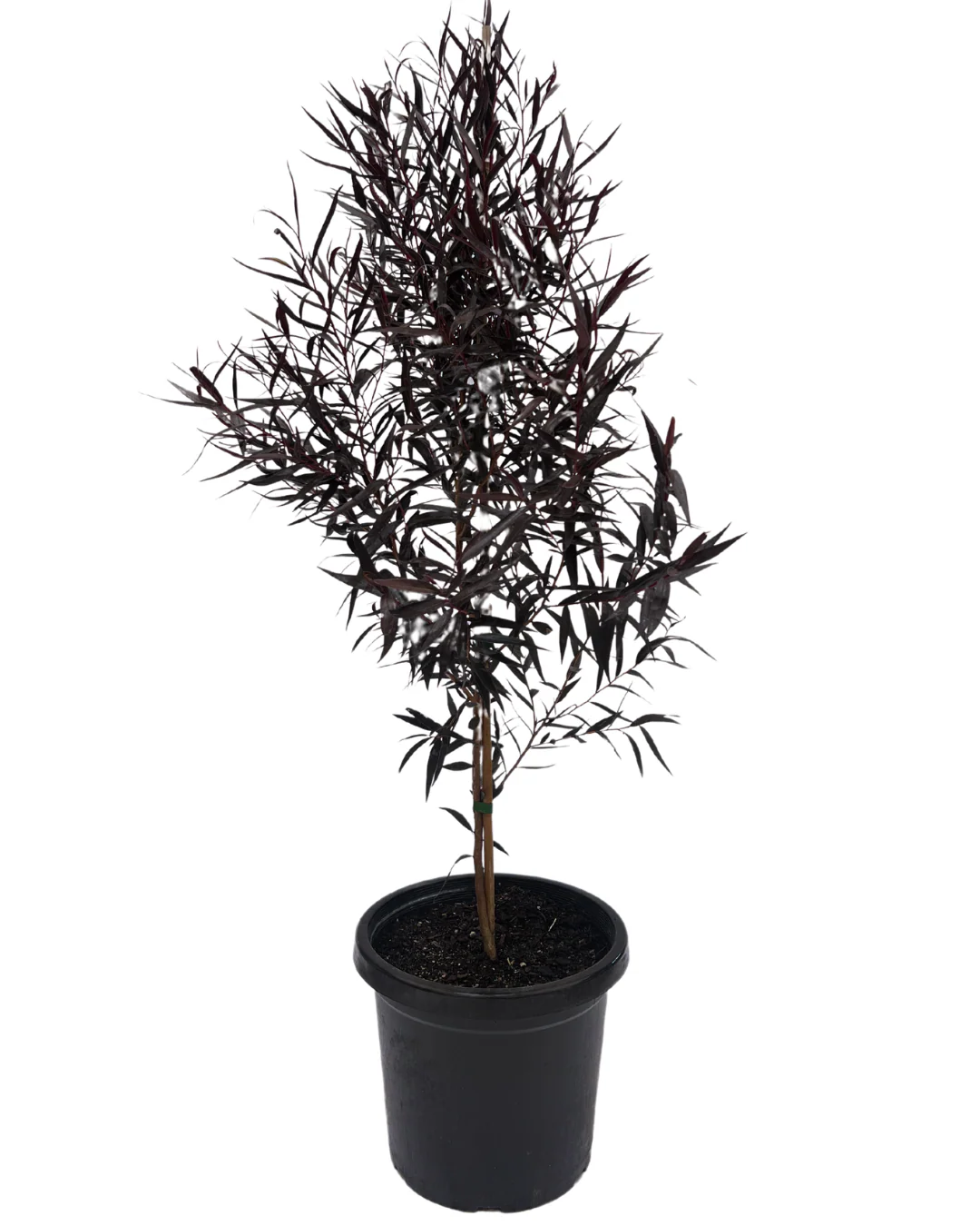 Agonis Flexuosa After Dark