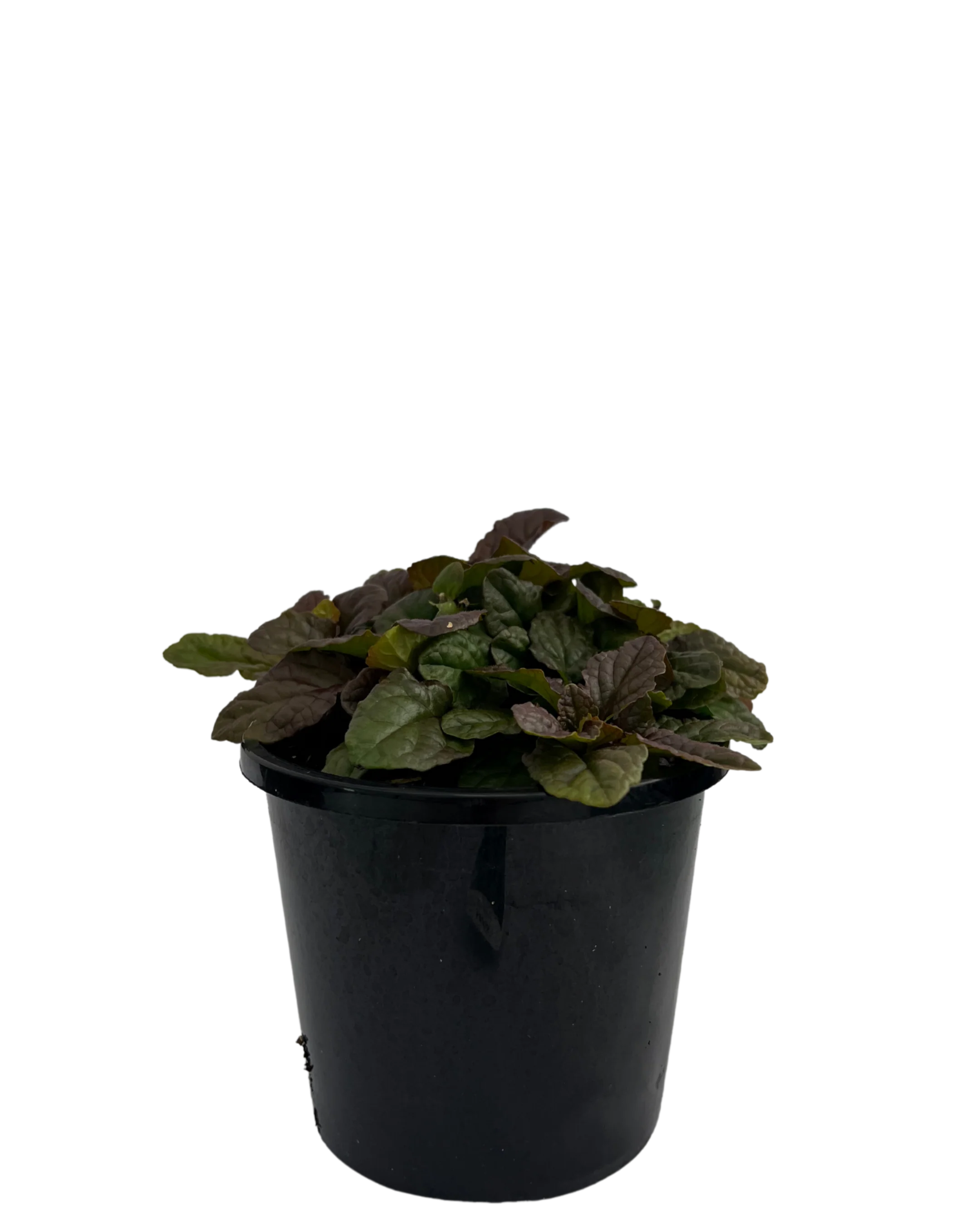 Ajuga Purpurea