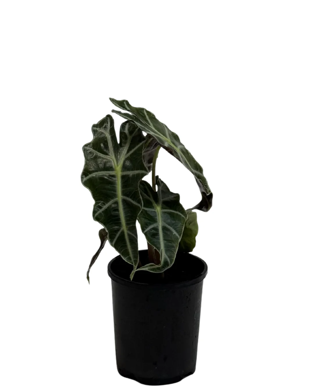 Alocasia Amazonica