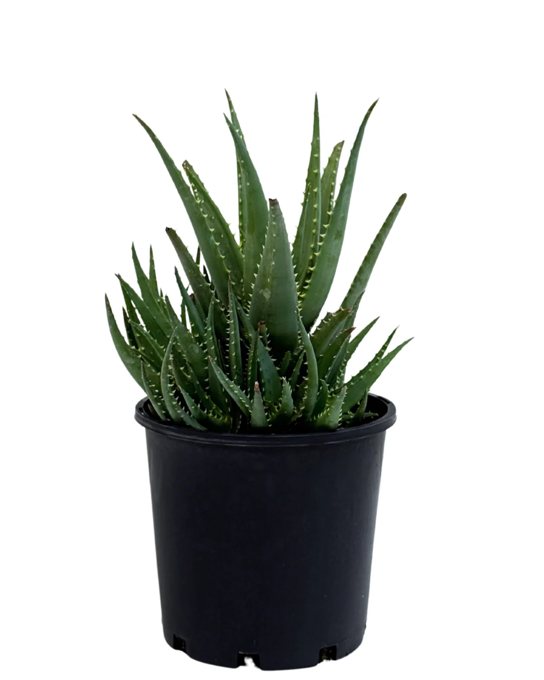 Aloe Vera Supreme Sunset