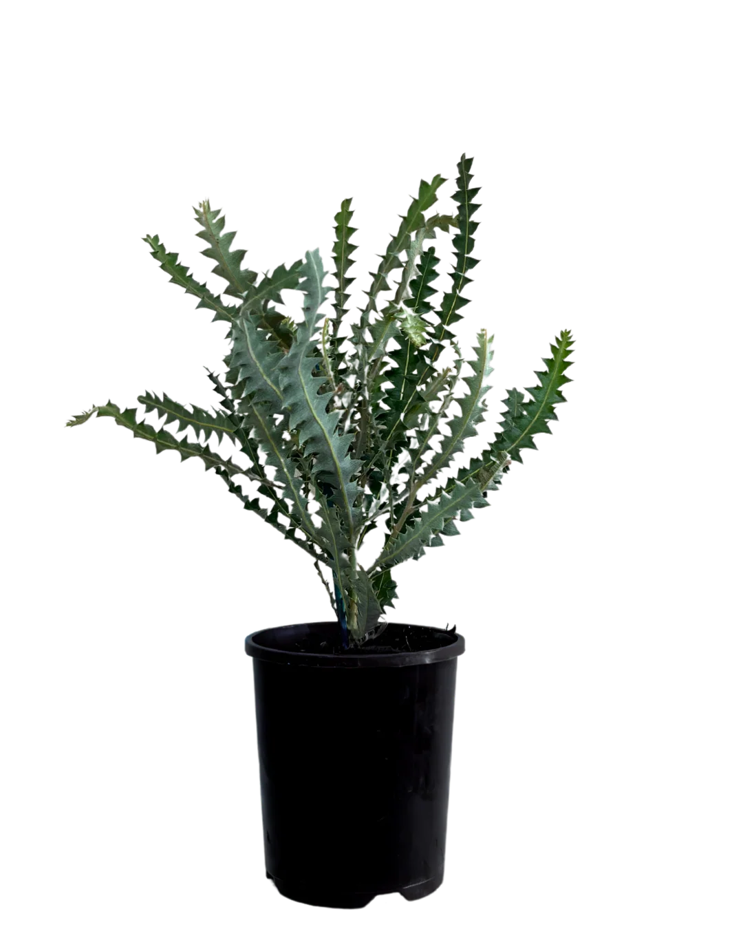 Banksia Ashbyi