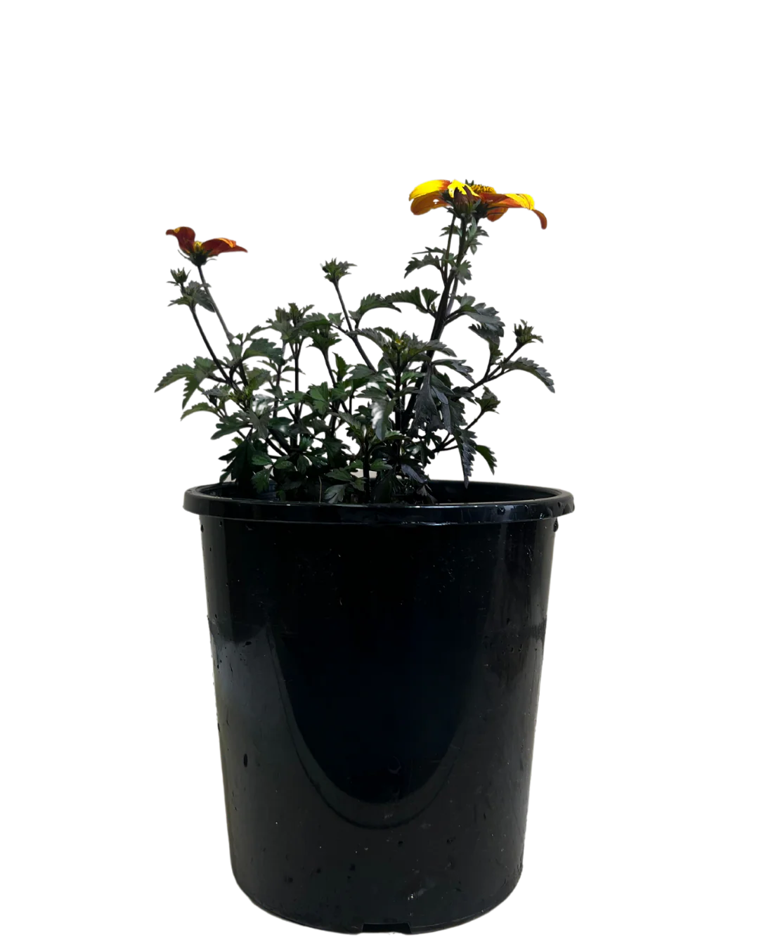Bidens Bee Alive