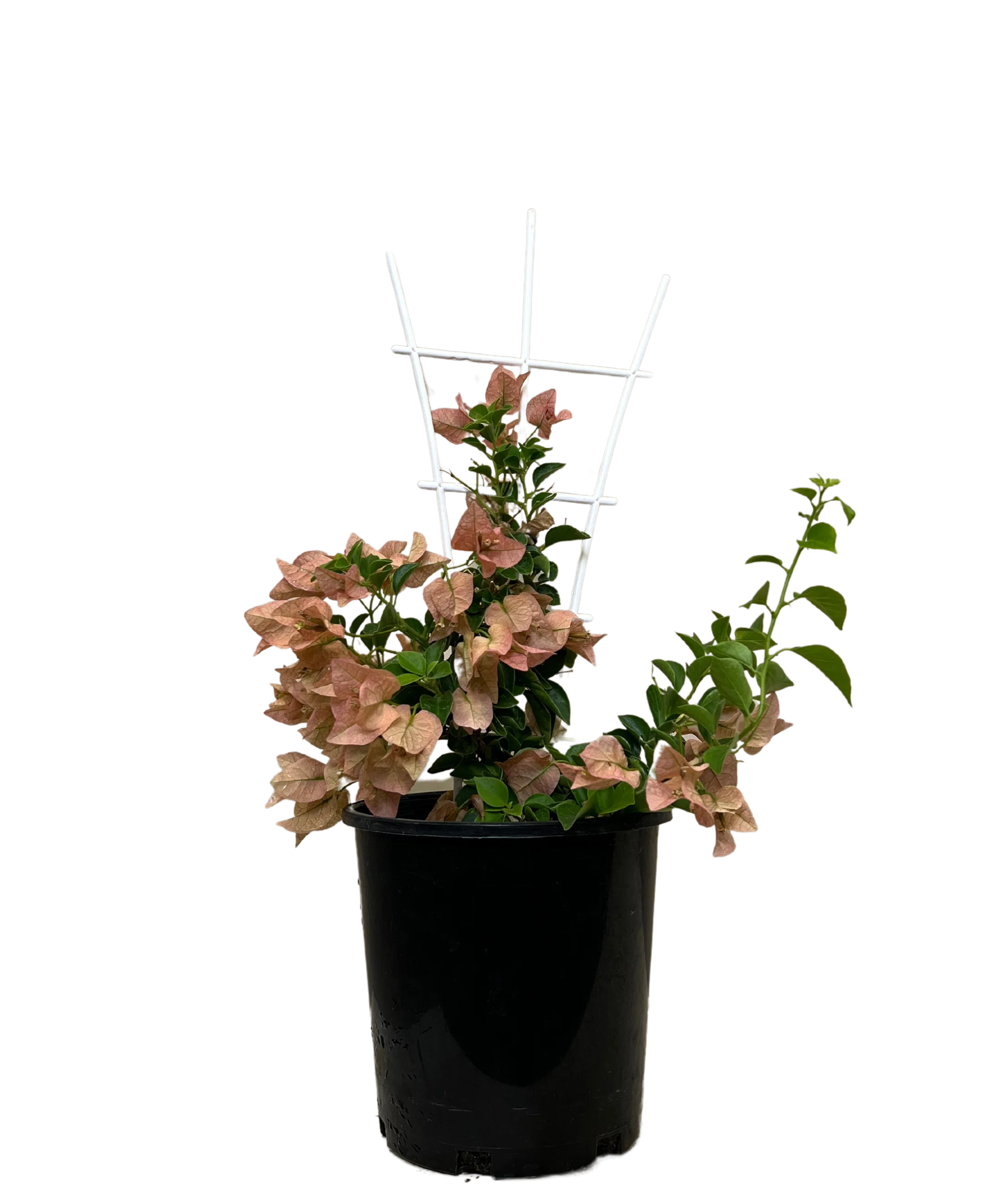 Bougainvillea Bambino Honey Rose
