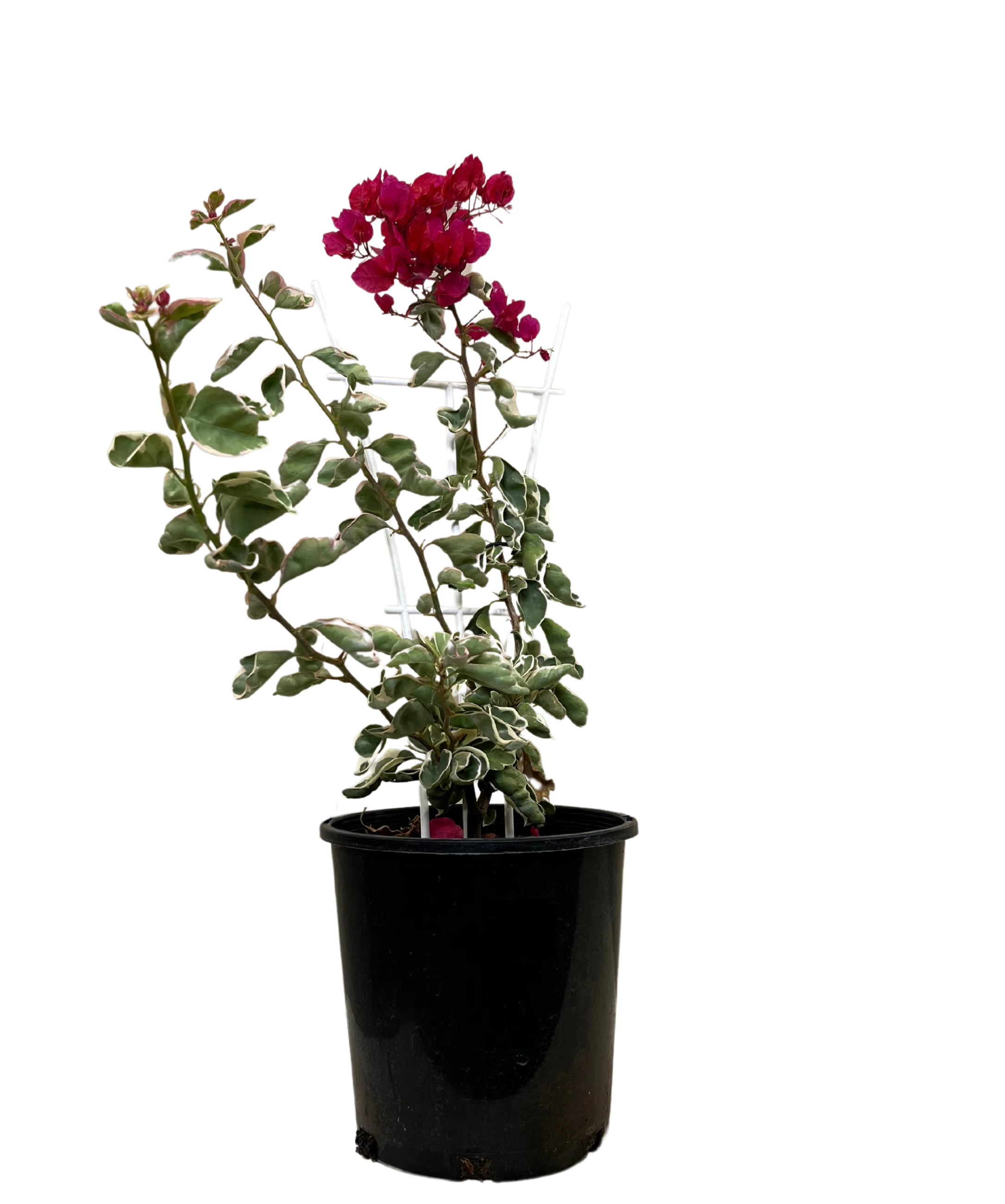 Bougainvillea Bambino Jellibene