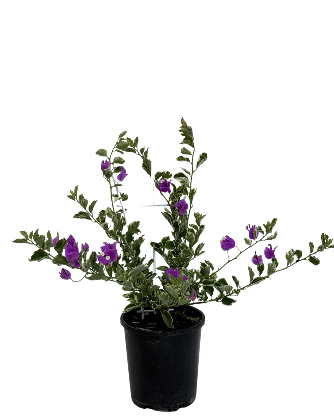 Bougainvillea Blueberry Ice