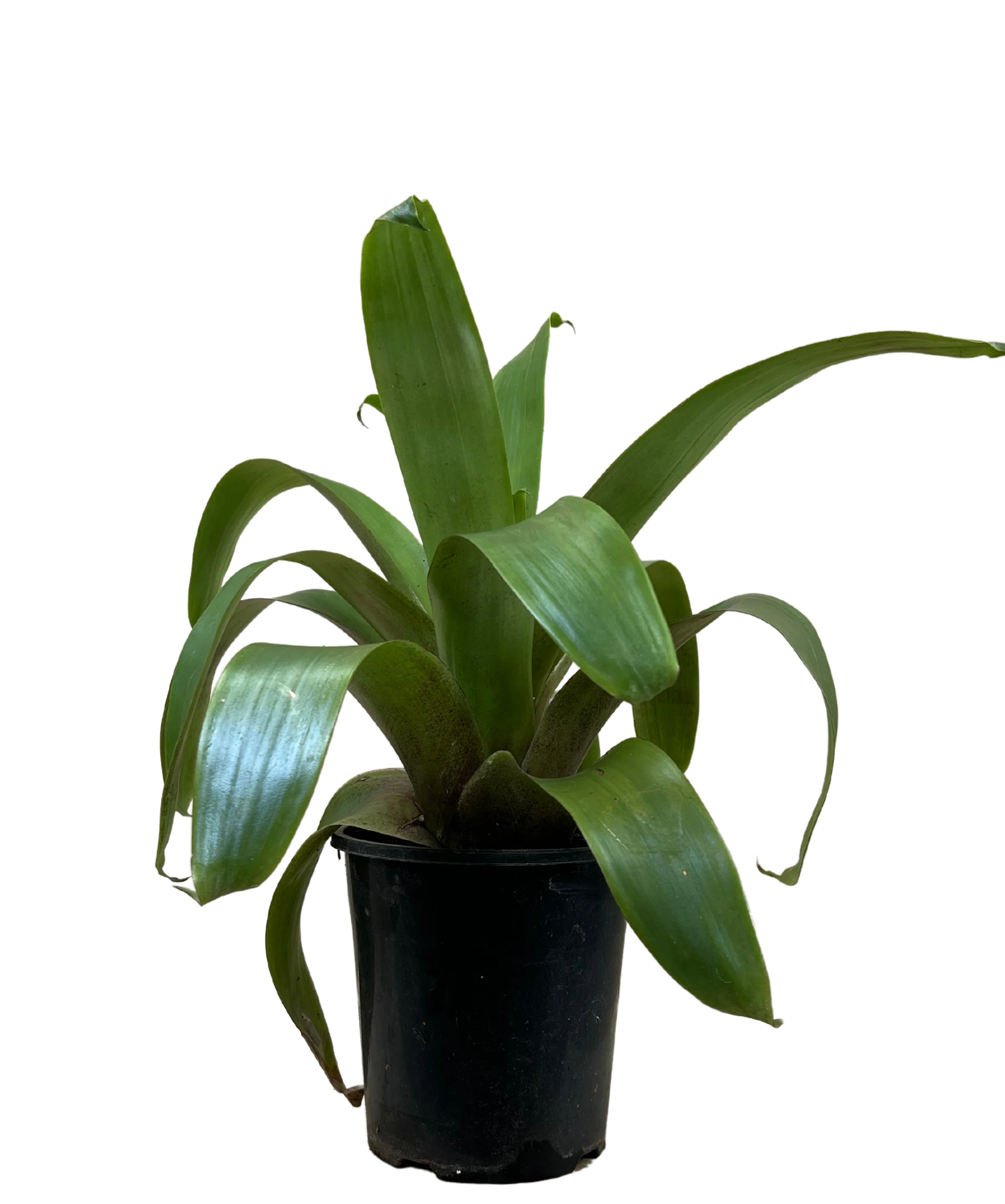 Bromeliad - Alcantarea Silver Plum