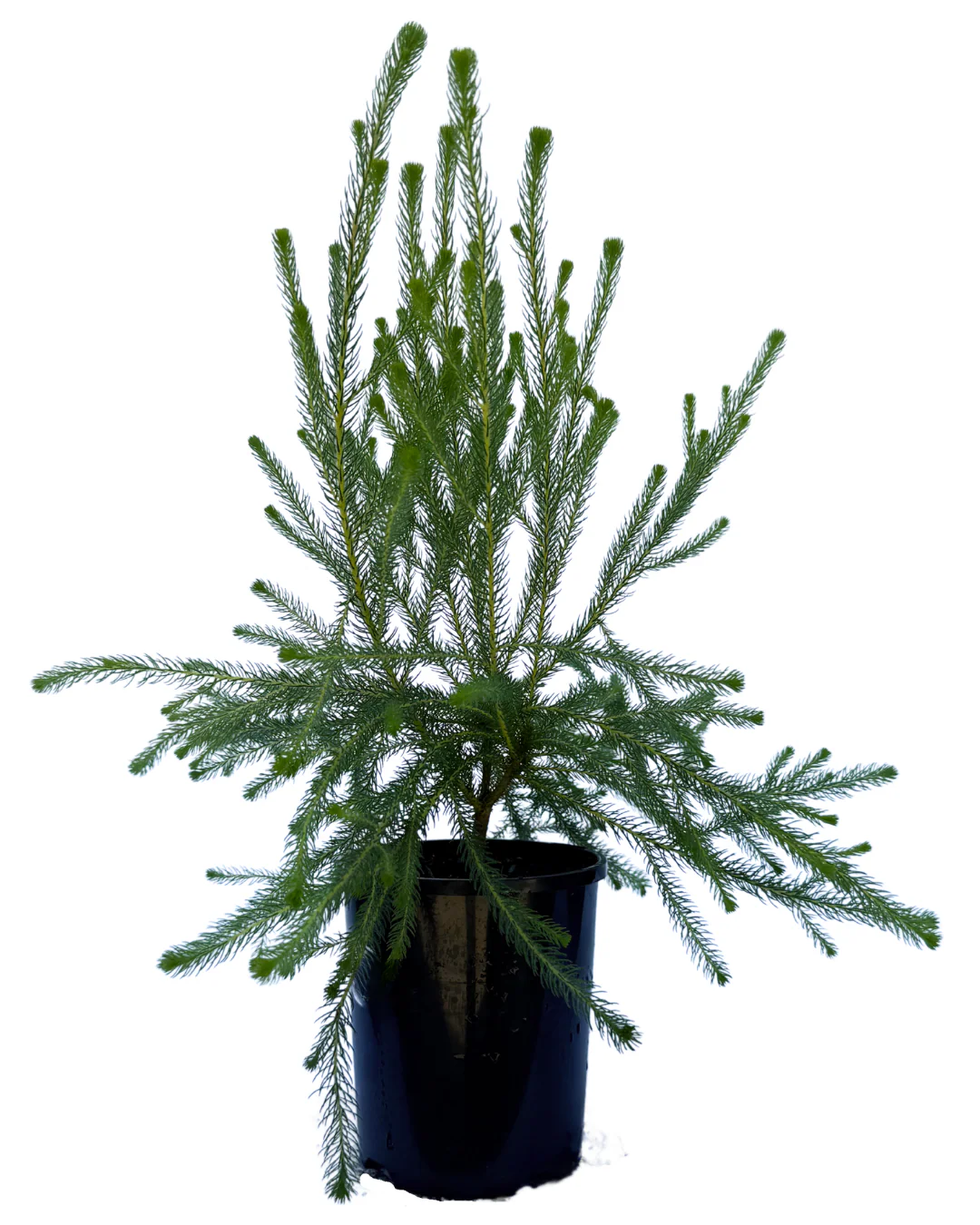Brunia Albiflora Lime - Image 2