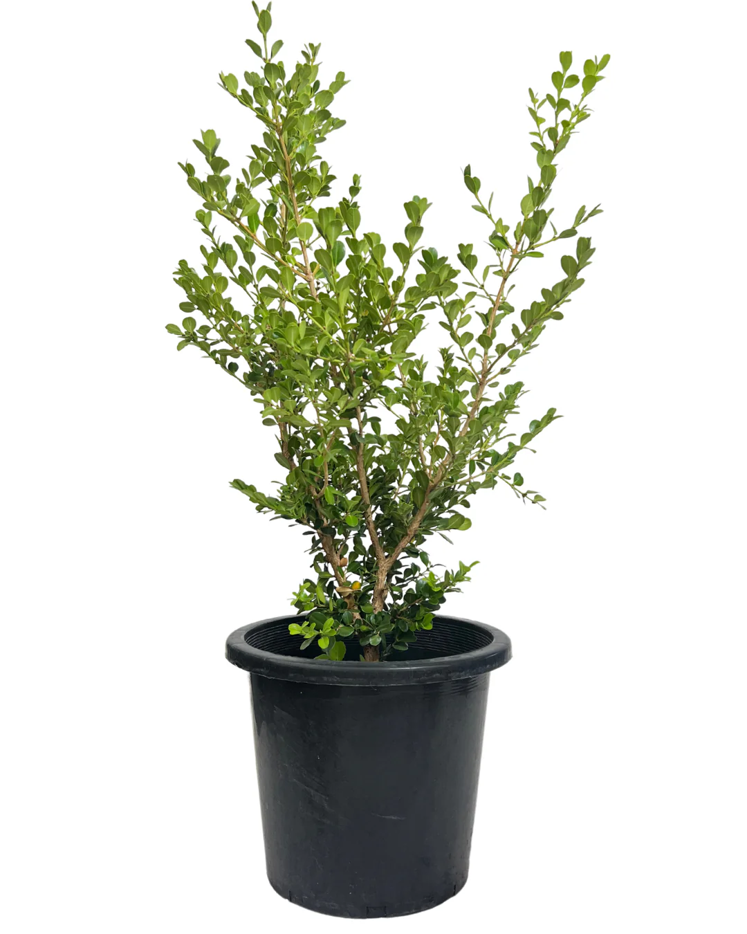 Buxus Microphylla Japonica