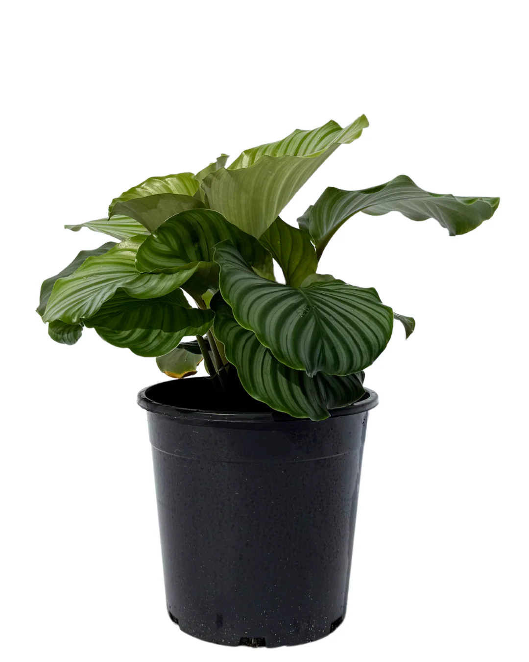 Calathea Orbifolia