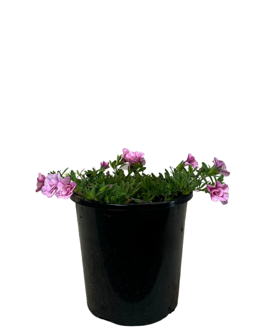 Calibrachoa Double Pink