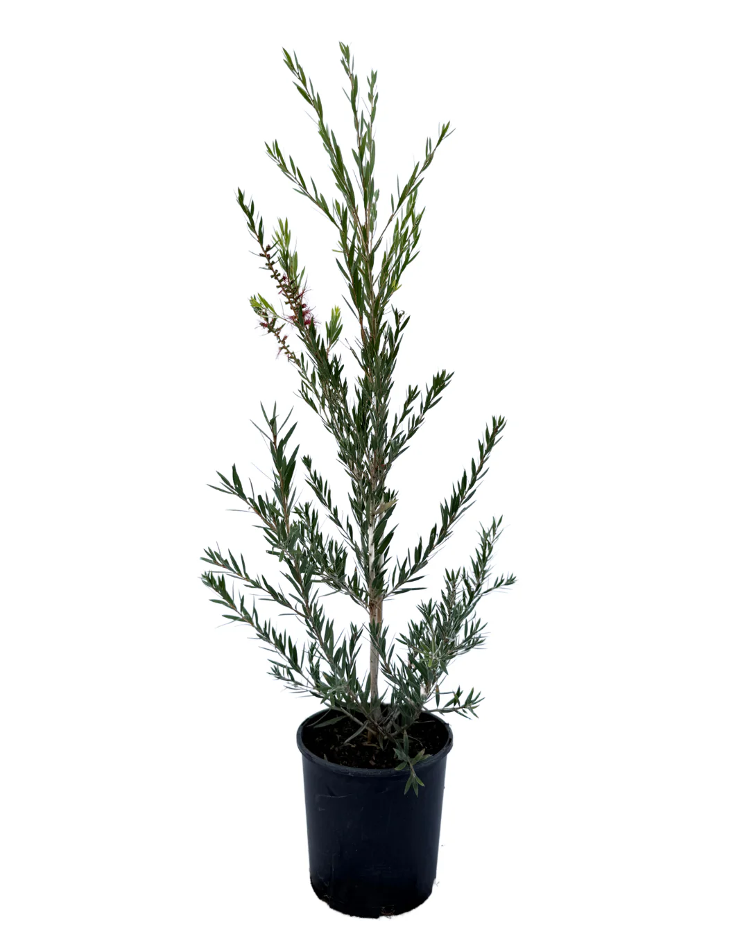 Callistemon Kings Park Special