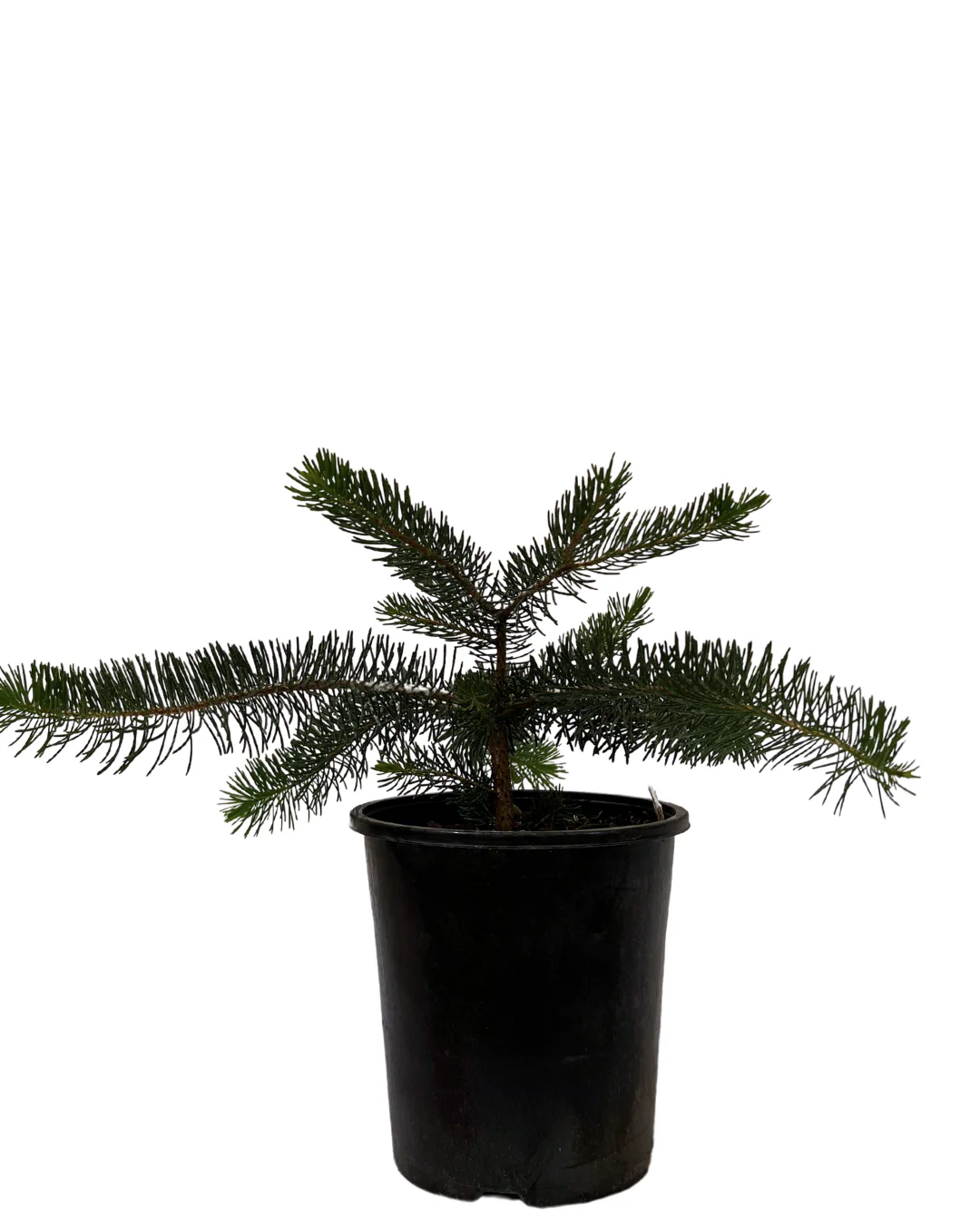 Calothamnus Quadrifidus Clean and Green