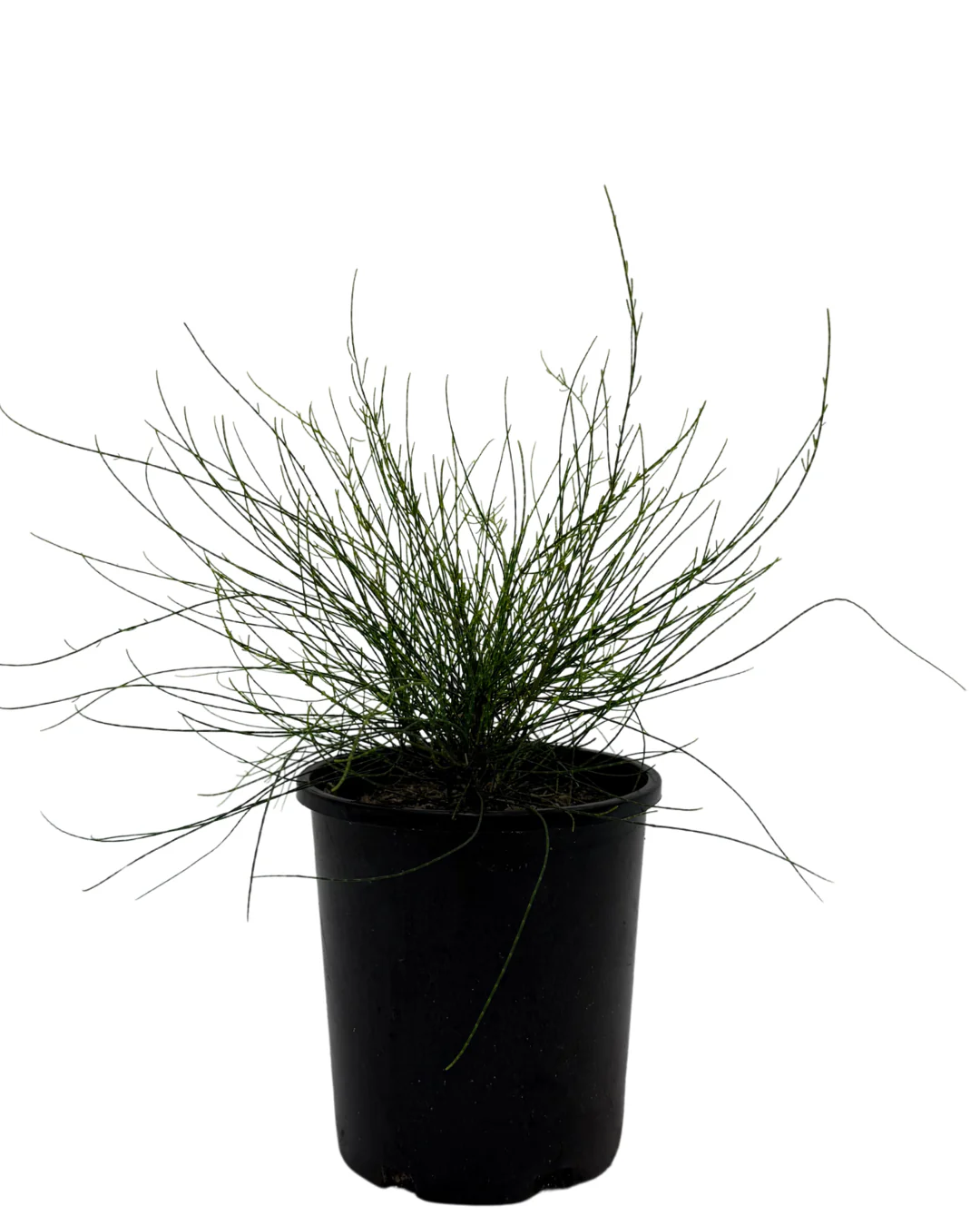 Casuarina Green Wave