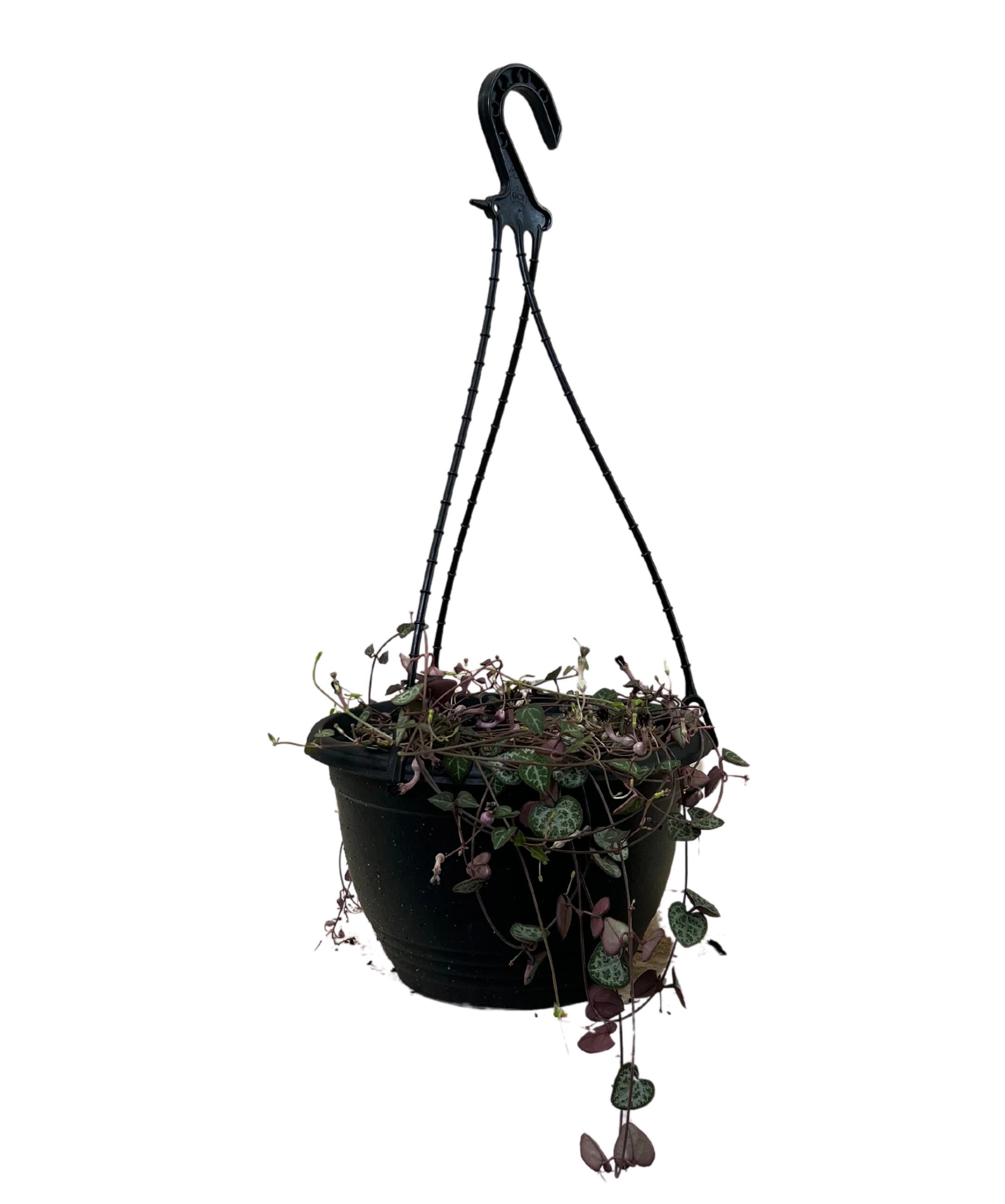 Chain of Hearts - Hanging Basket