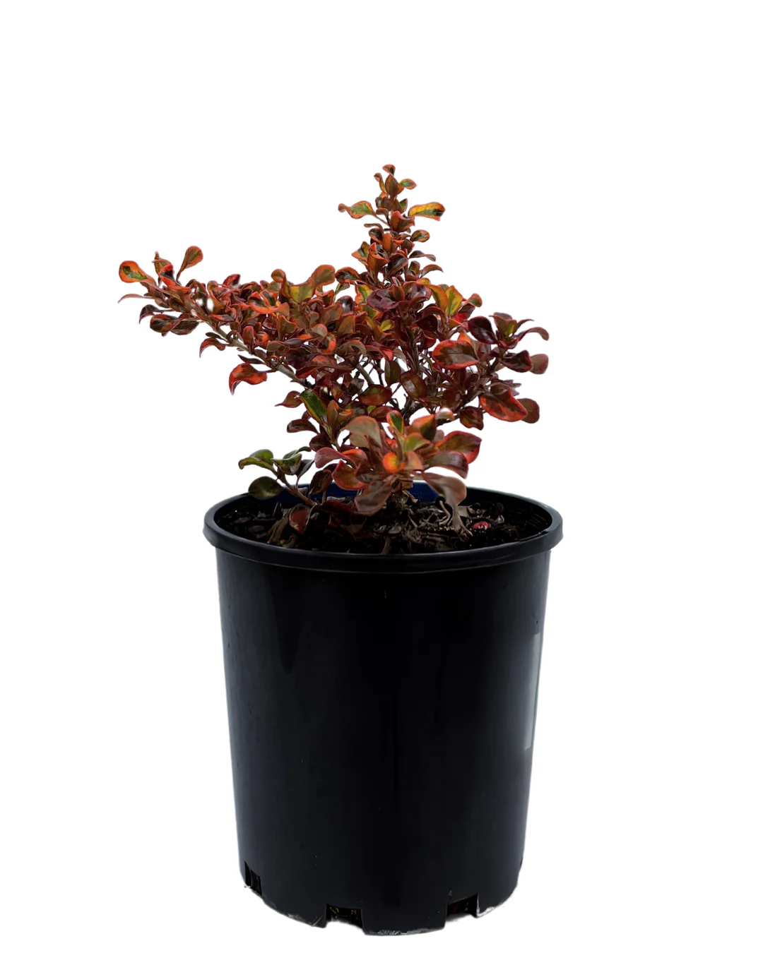 Coprosma Ignite