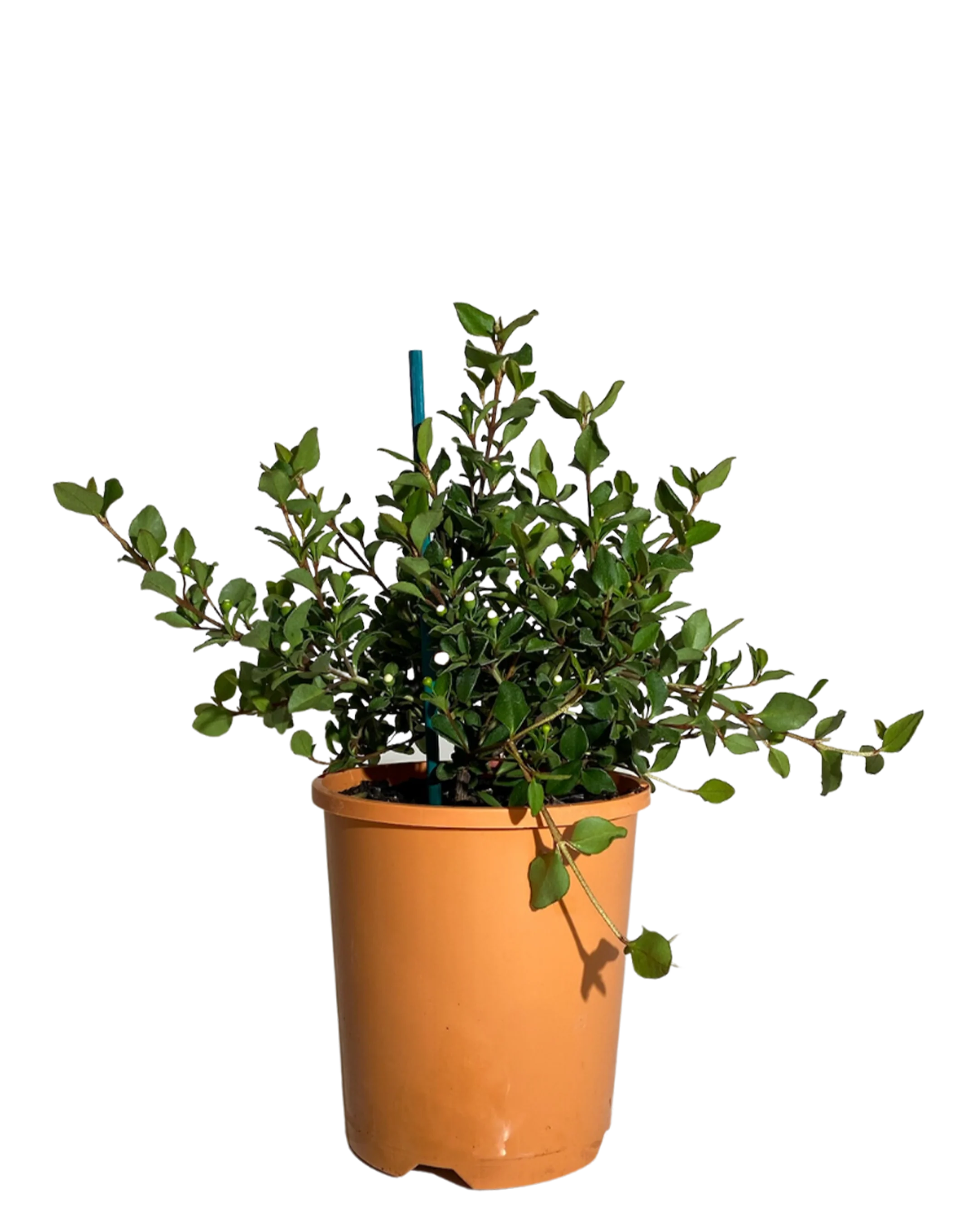 Correa Pulchella Orange Glow
