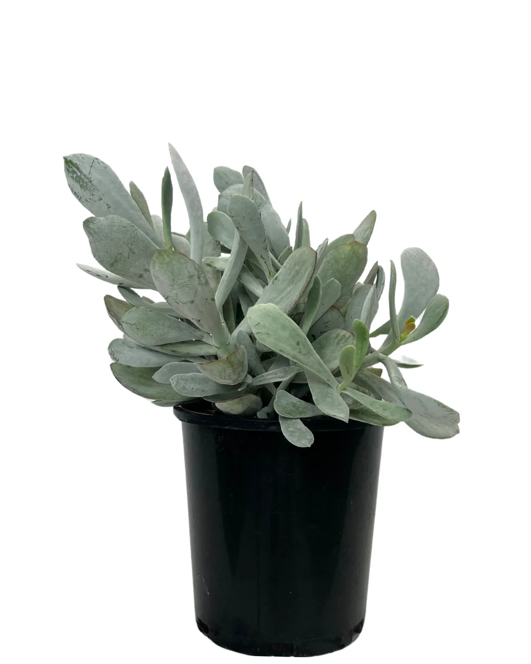 Cotyledon Orbiculata