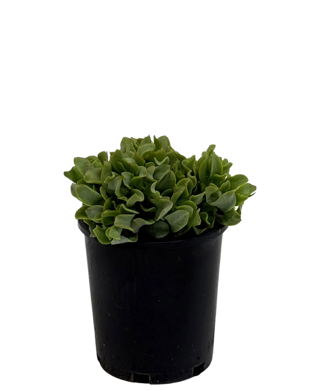 Crassula Undifolia