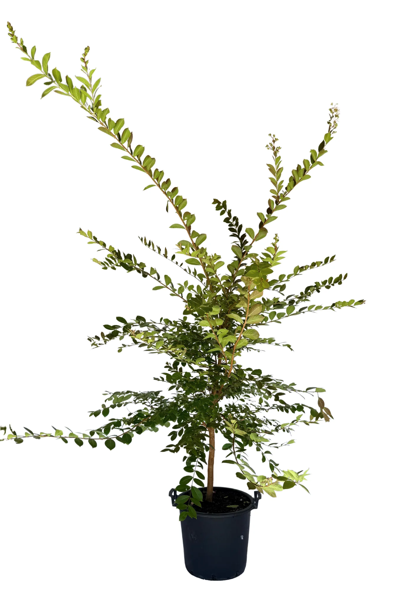 Lagerstroemia Acoma