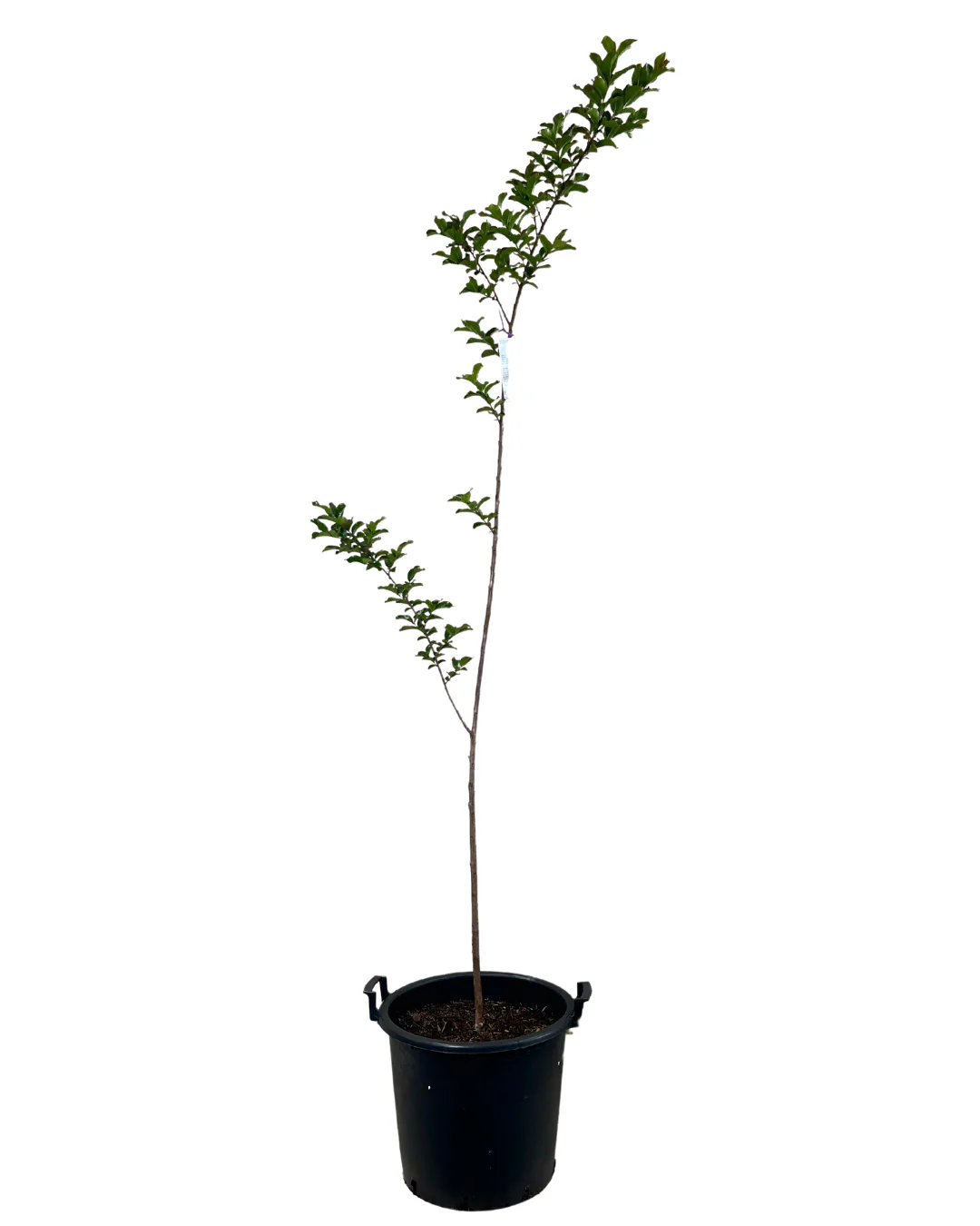 Lagerstroemia Zuni