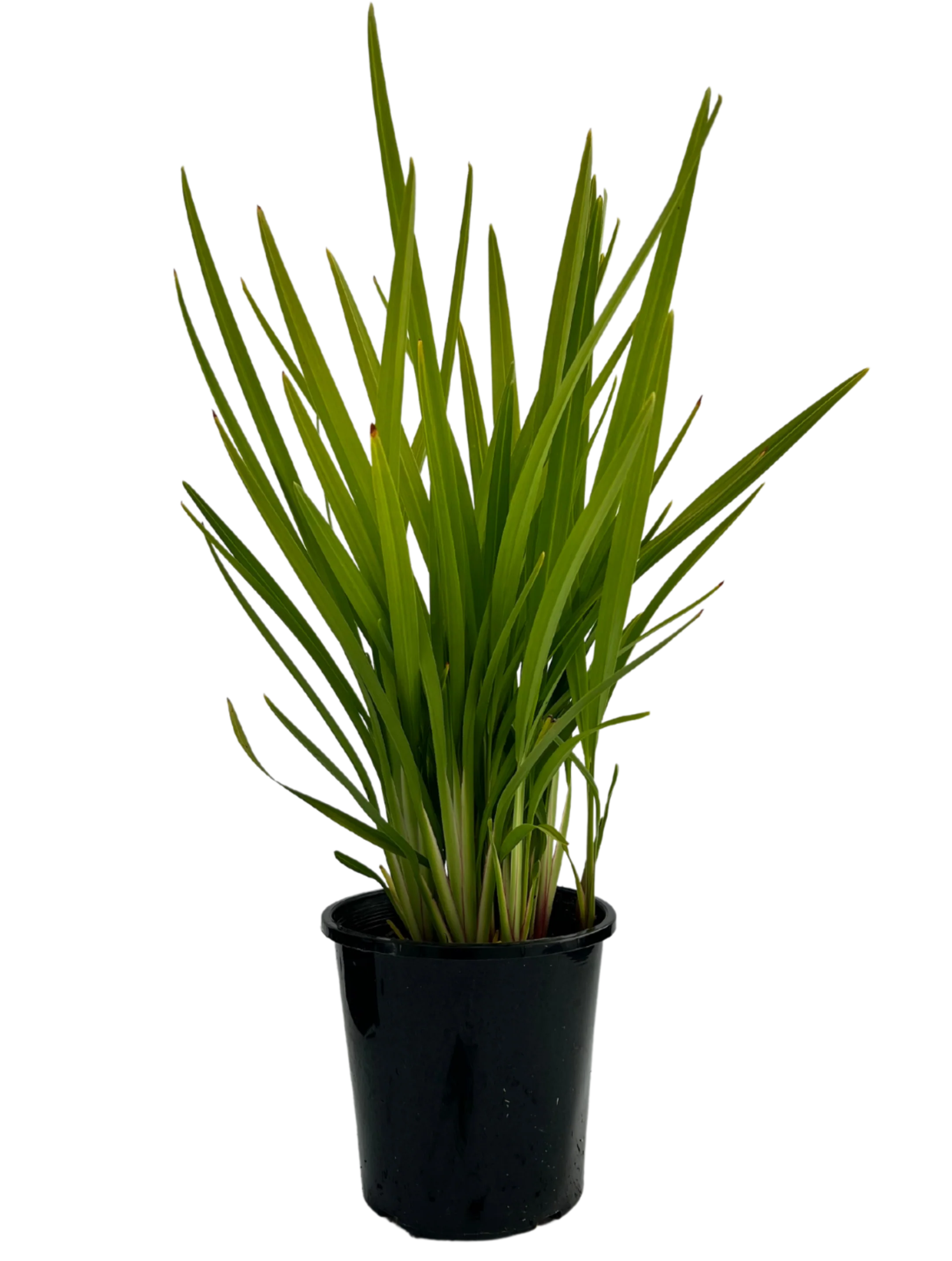 Dianella Breeze