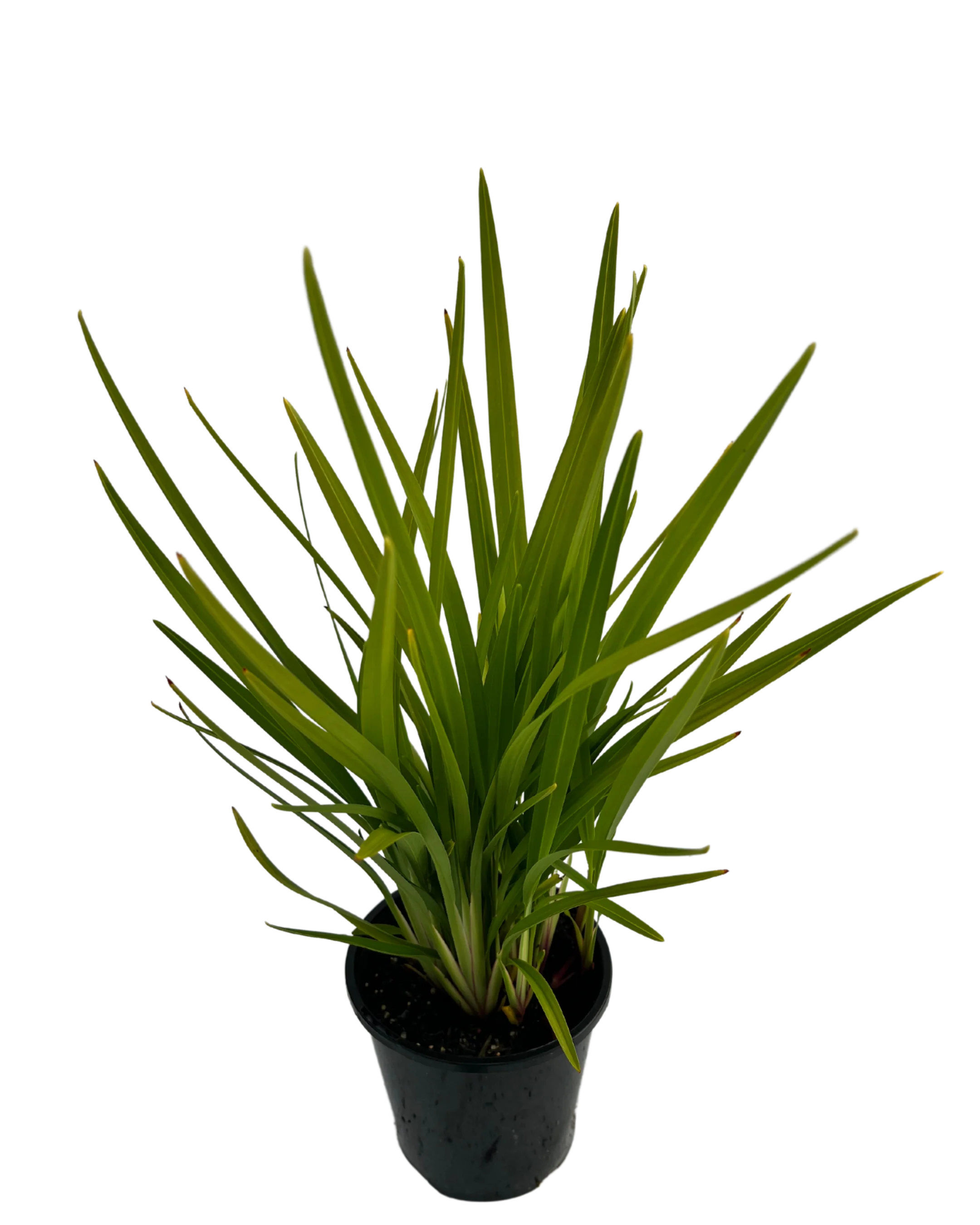 Dianella Breeze - Image 2