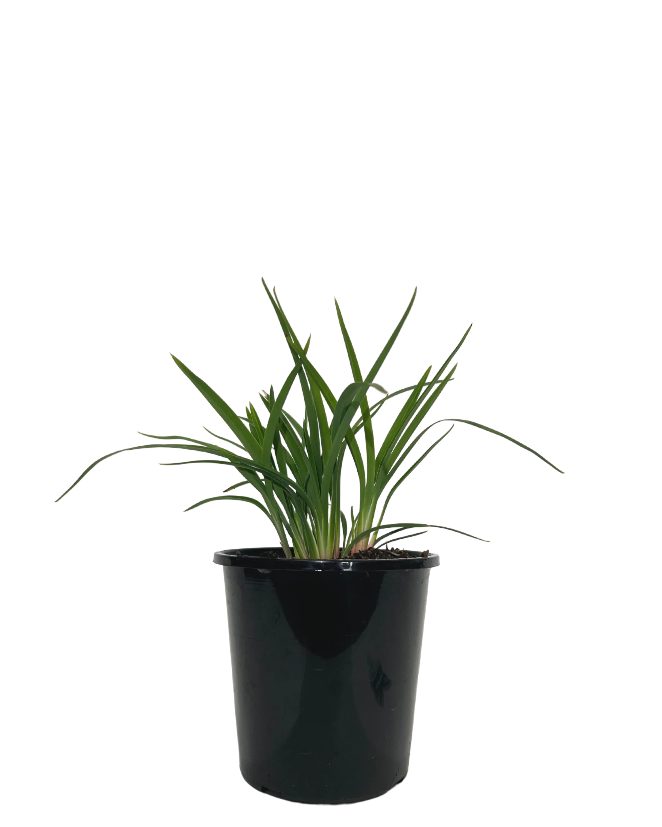 Dianella Lucia