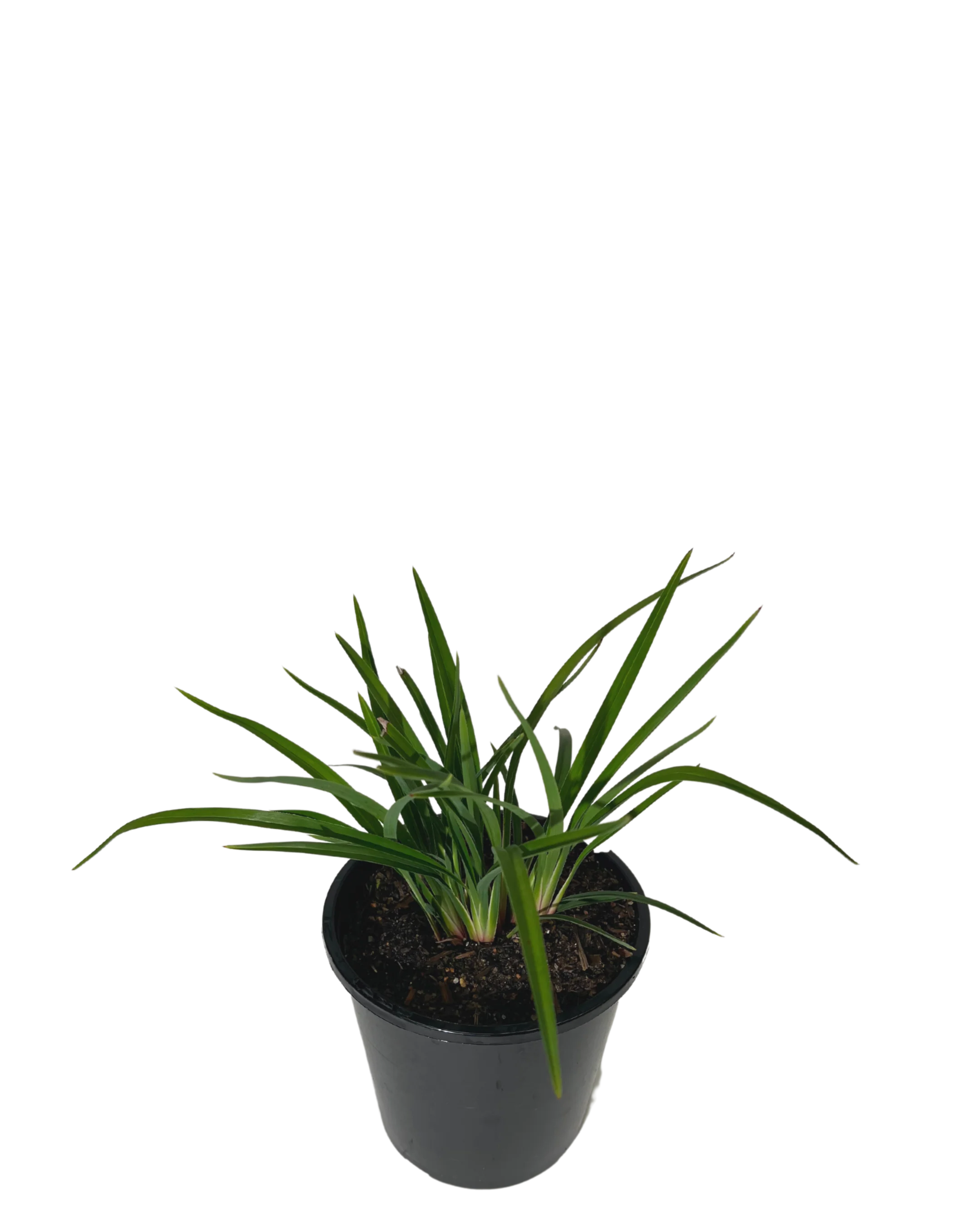 Dianella Lucia - Image 2