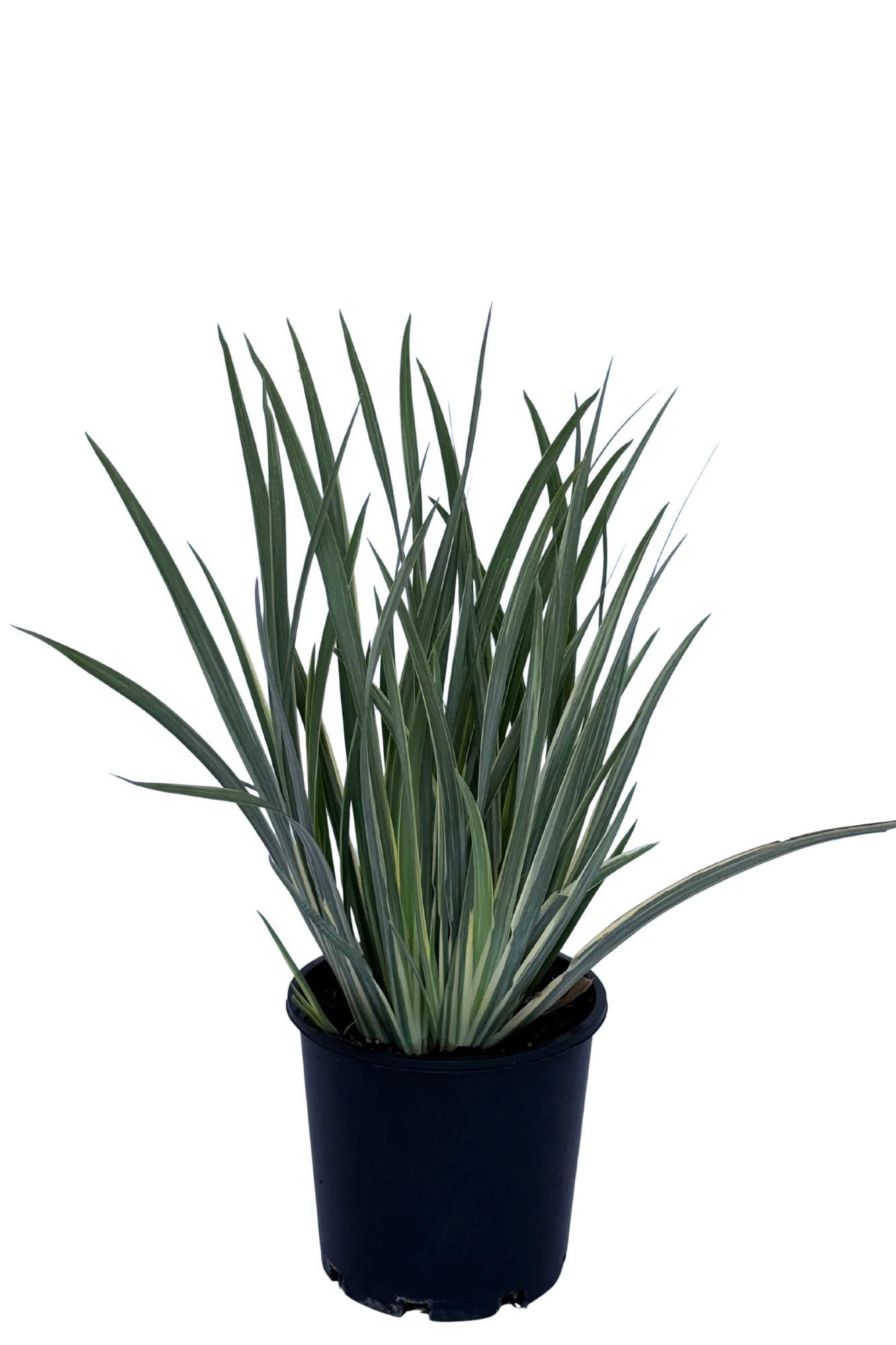Dietes White Tiger