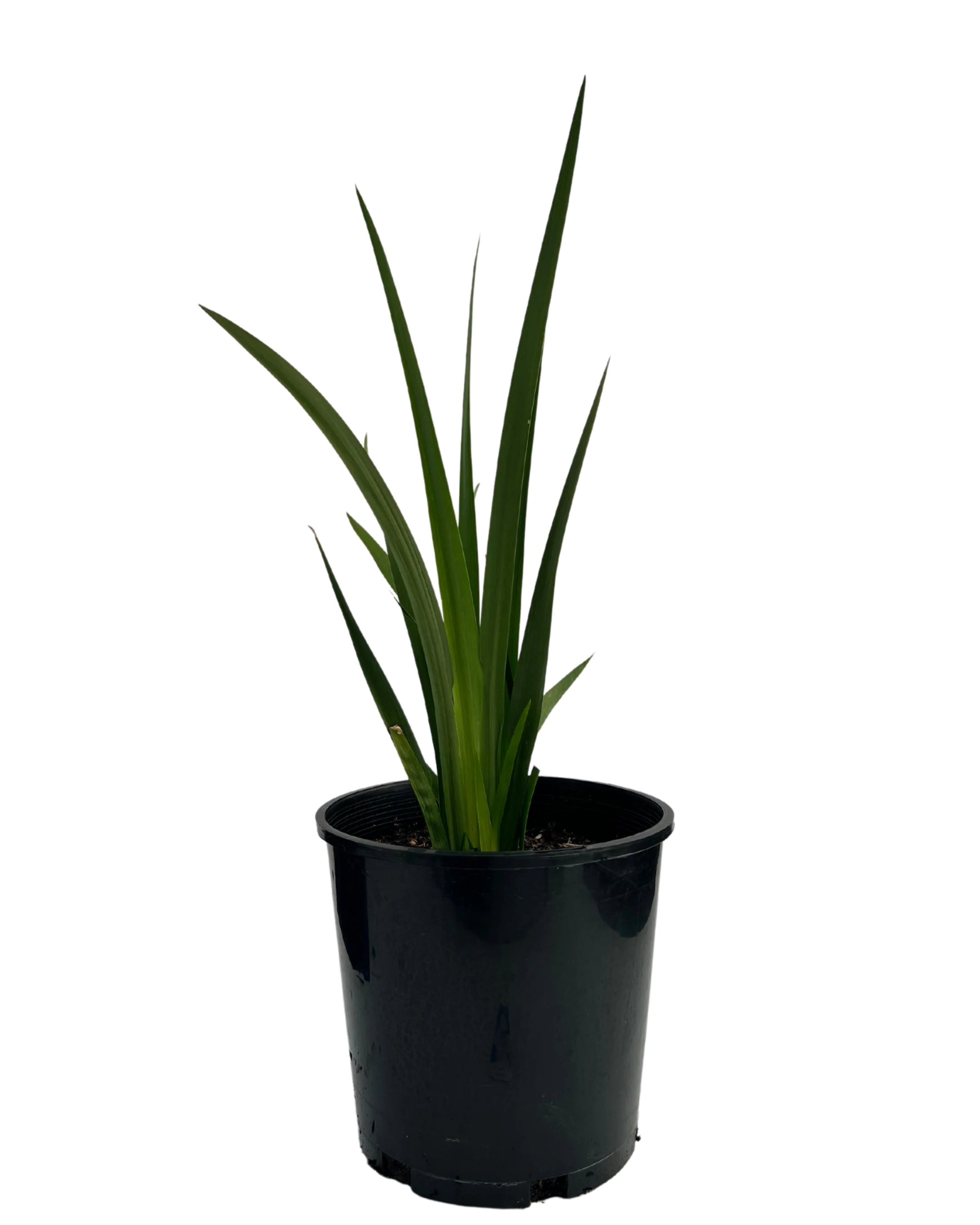 Dietes Grandiflora