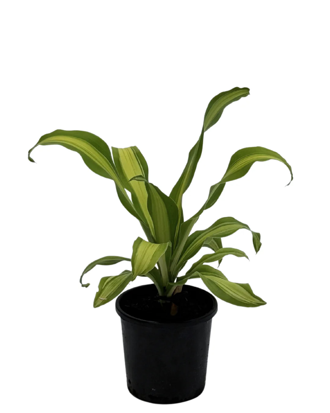 Dracaena Goldcord