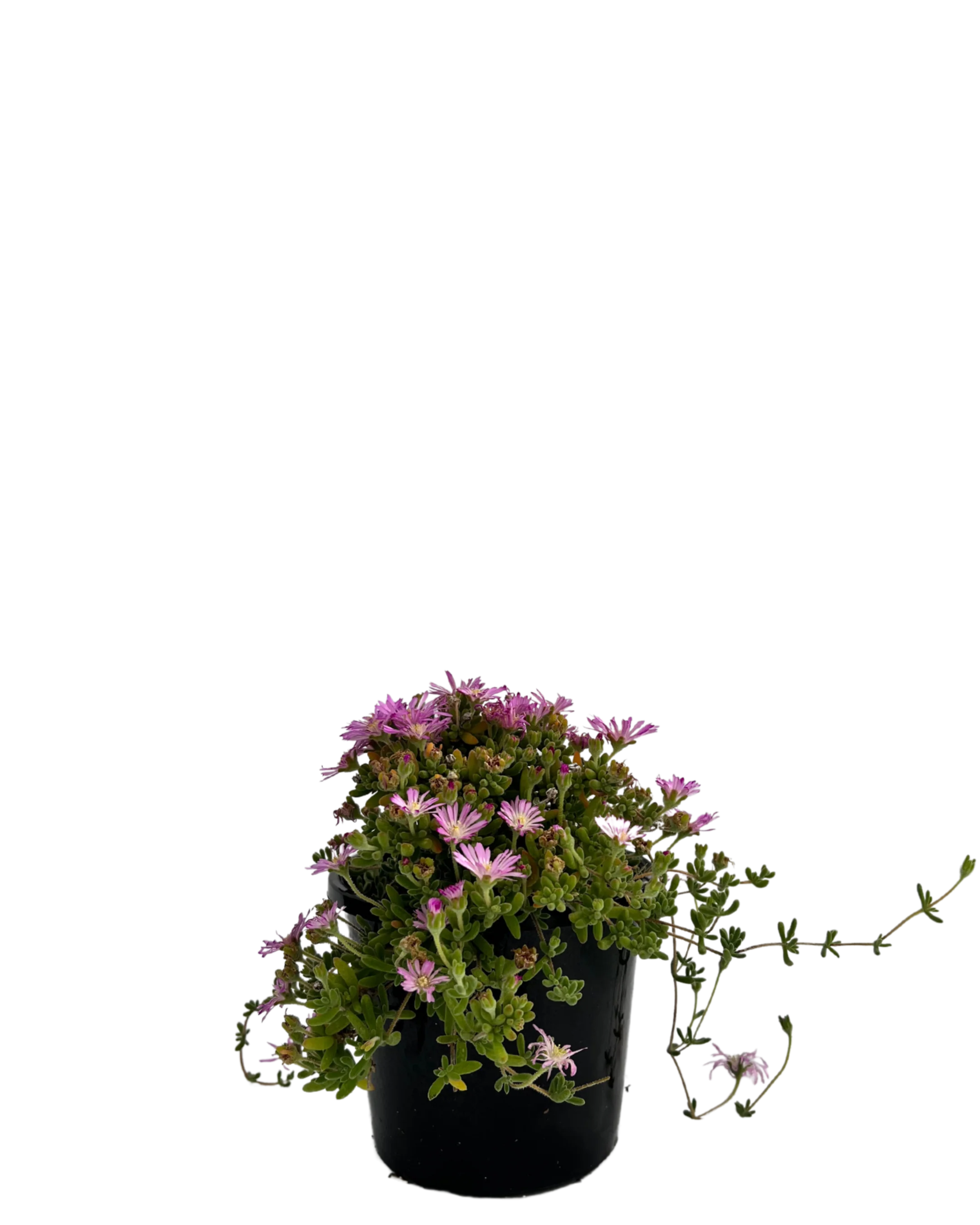 Miniature Pigs Face - Drosanthemum Hispidum