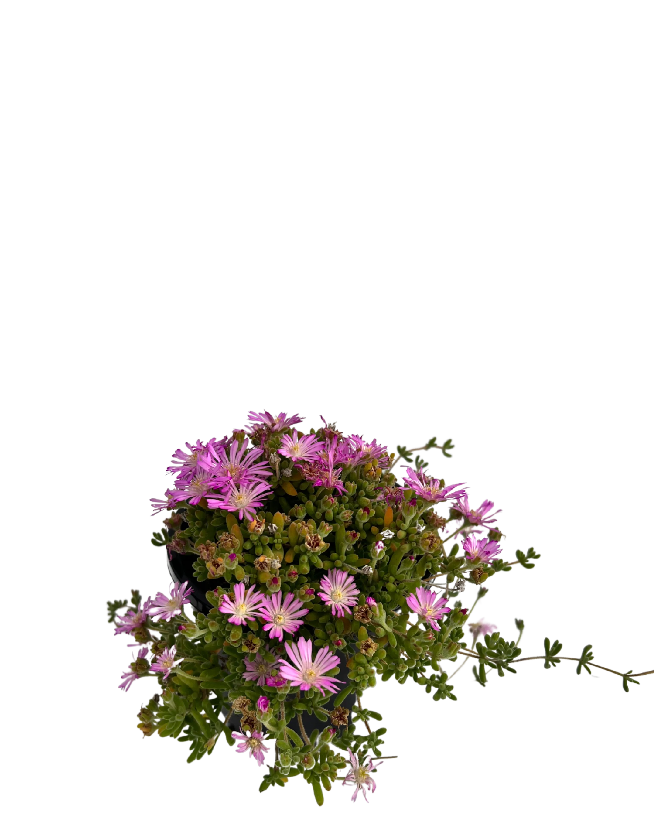 Miniature Pigs Face - Drosanthemum Hispidum - Image 2