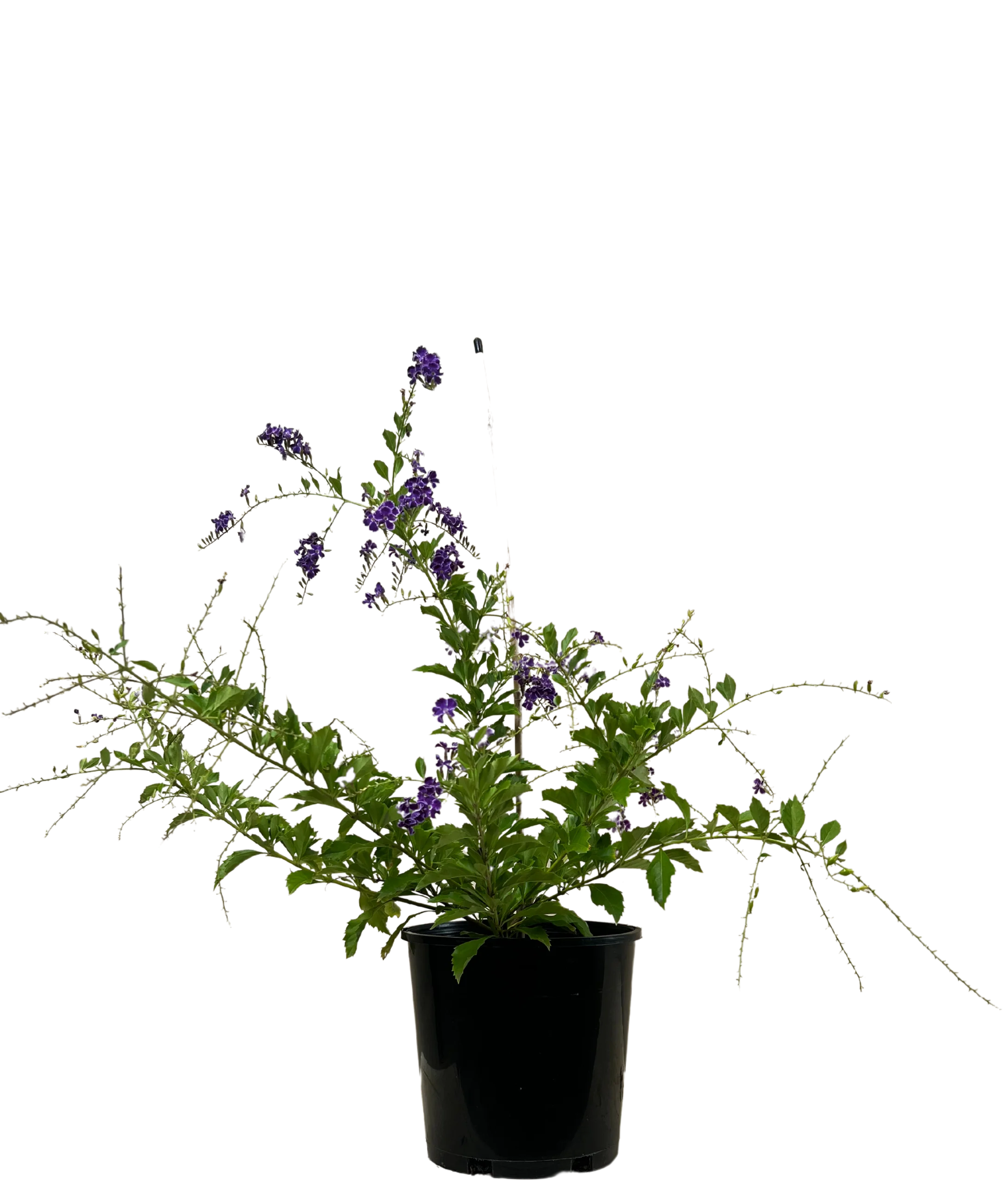Duranta Geisha Girl