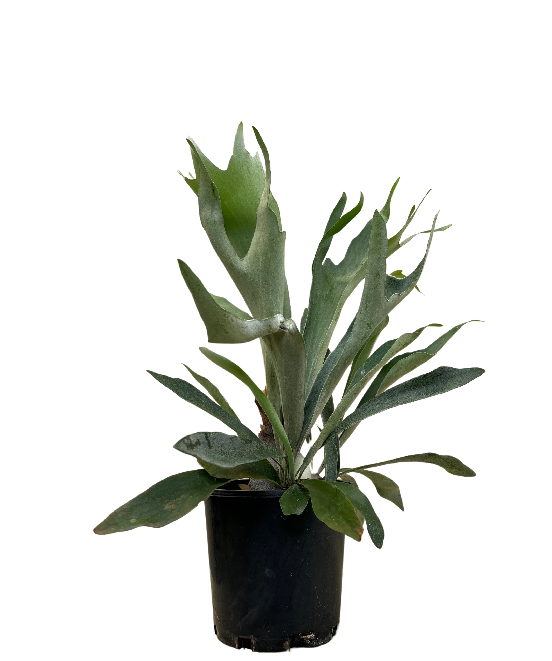 Elkhorn Fern - Platycerium Bifurcatum