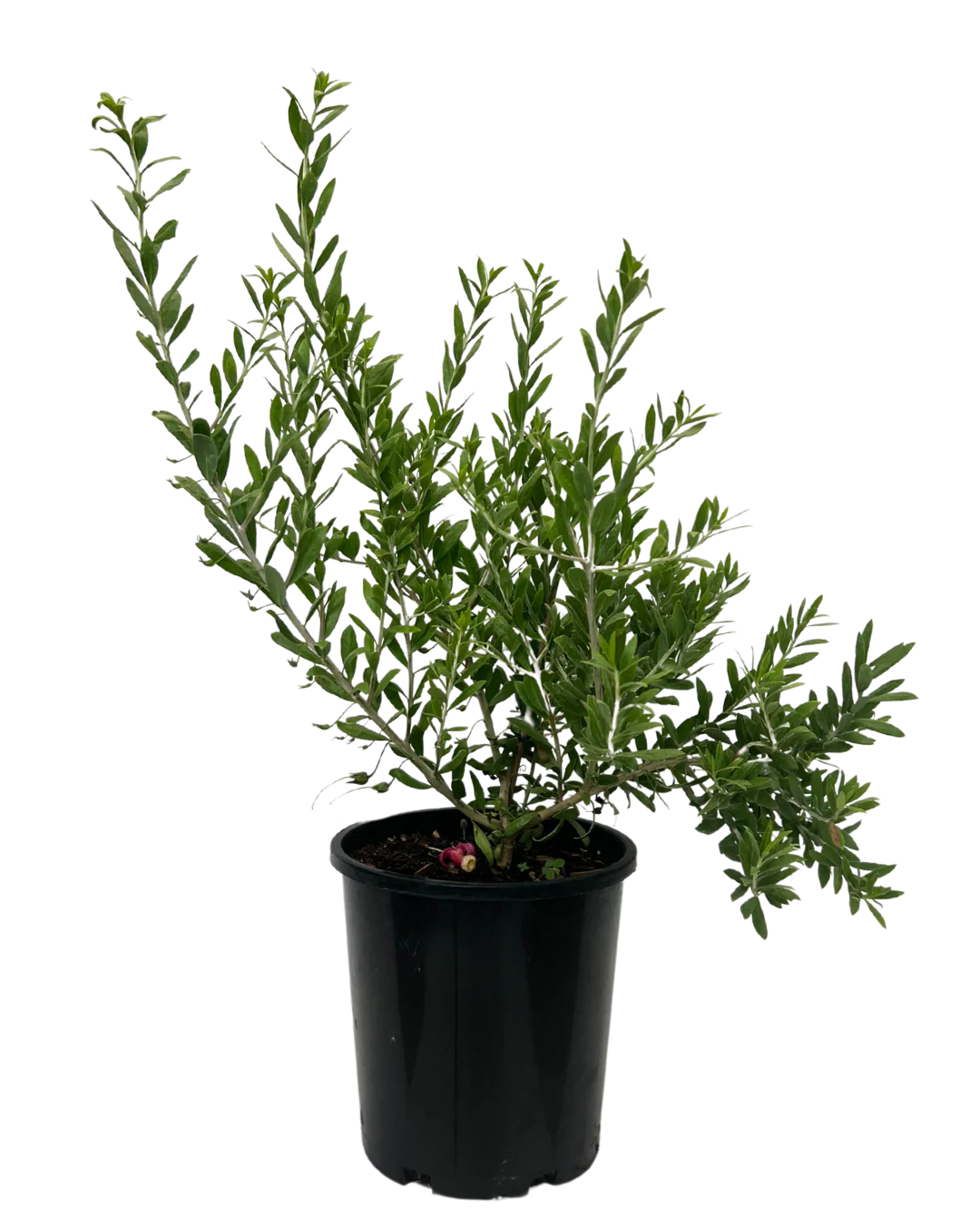 Eremophila Magenta