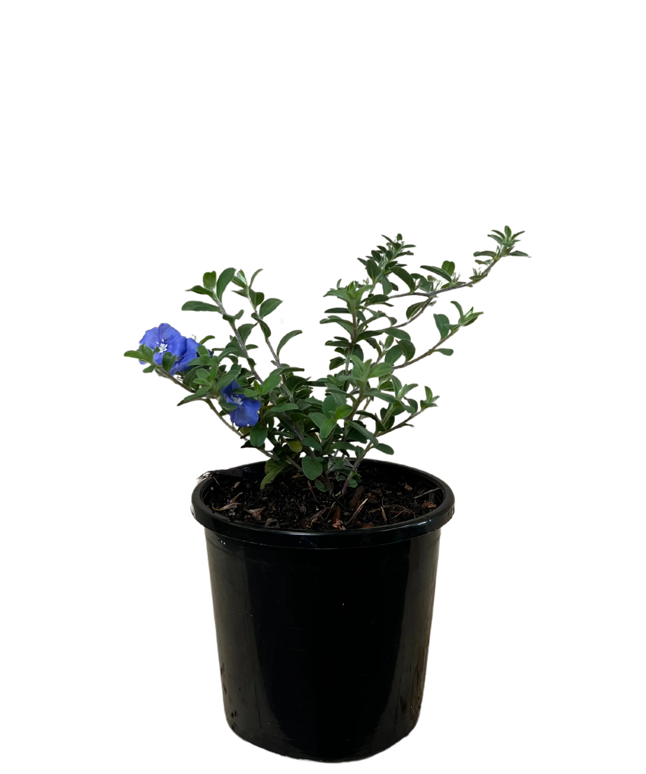 Evolvulus Blue