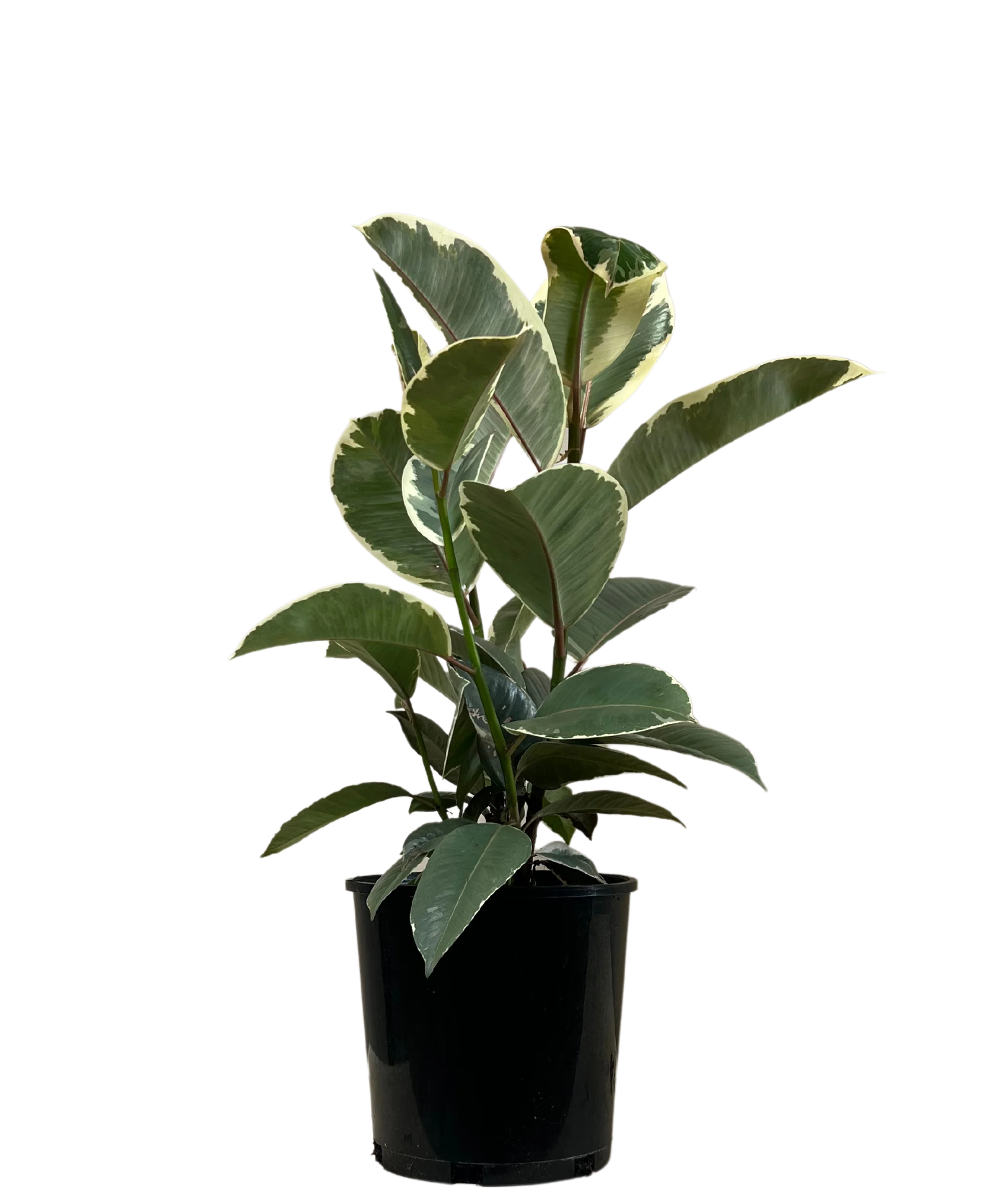 Ficus Tineke
