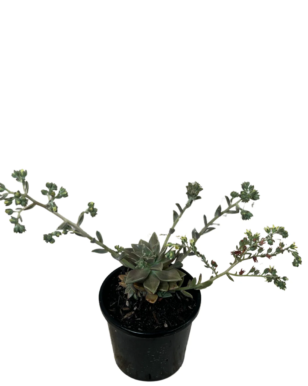 Graptoveria Bronzed Aussie - Image 2