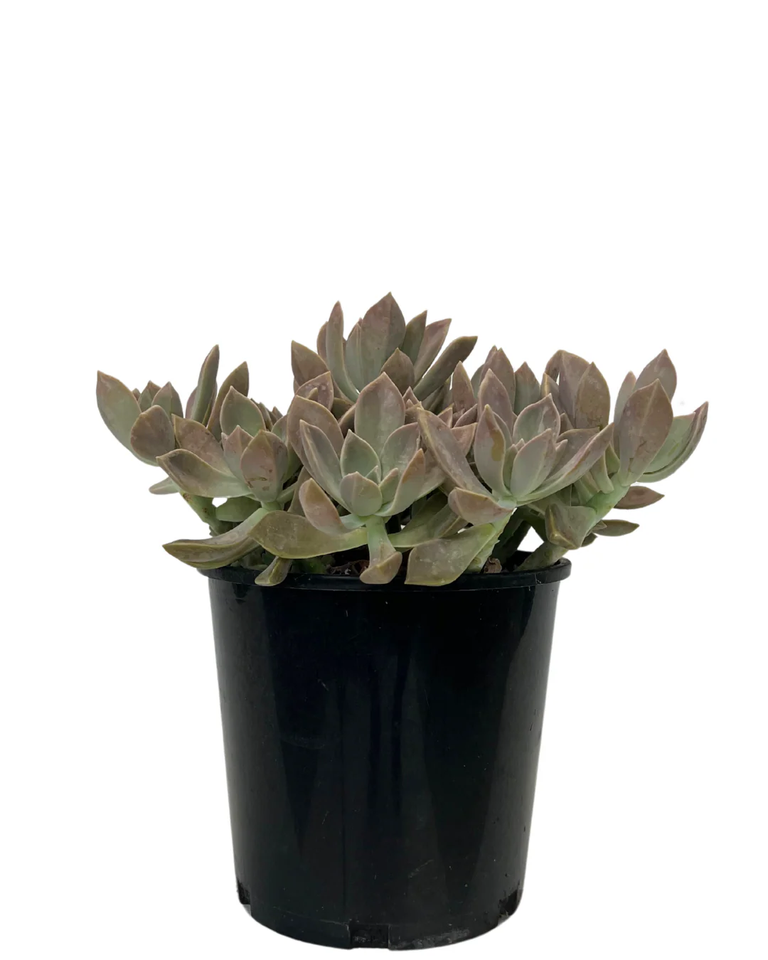 Graptoveria Dusk