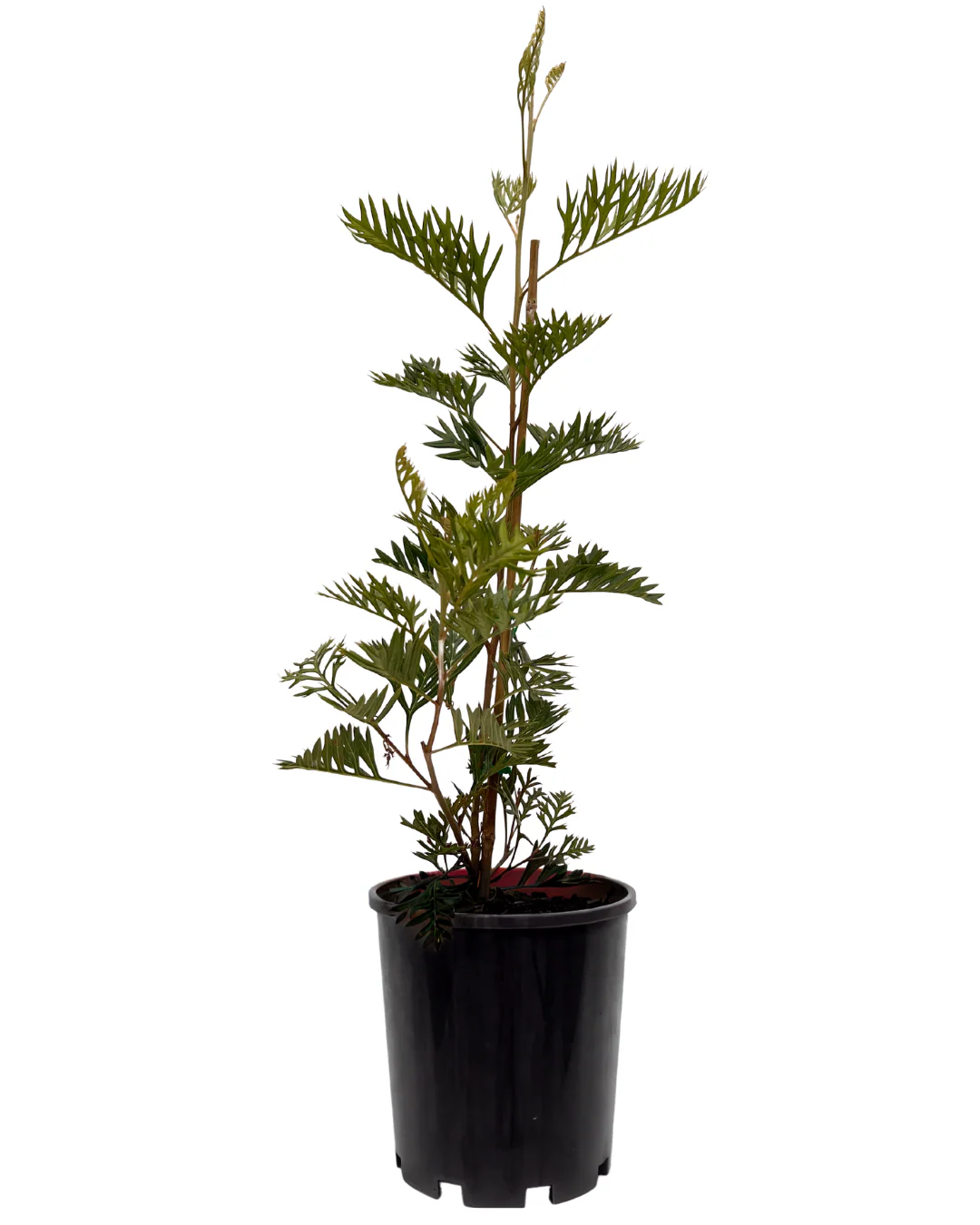 Grevillea Big Foot