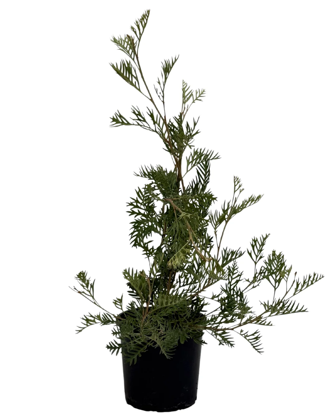 Grevillea Big Foot