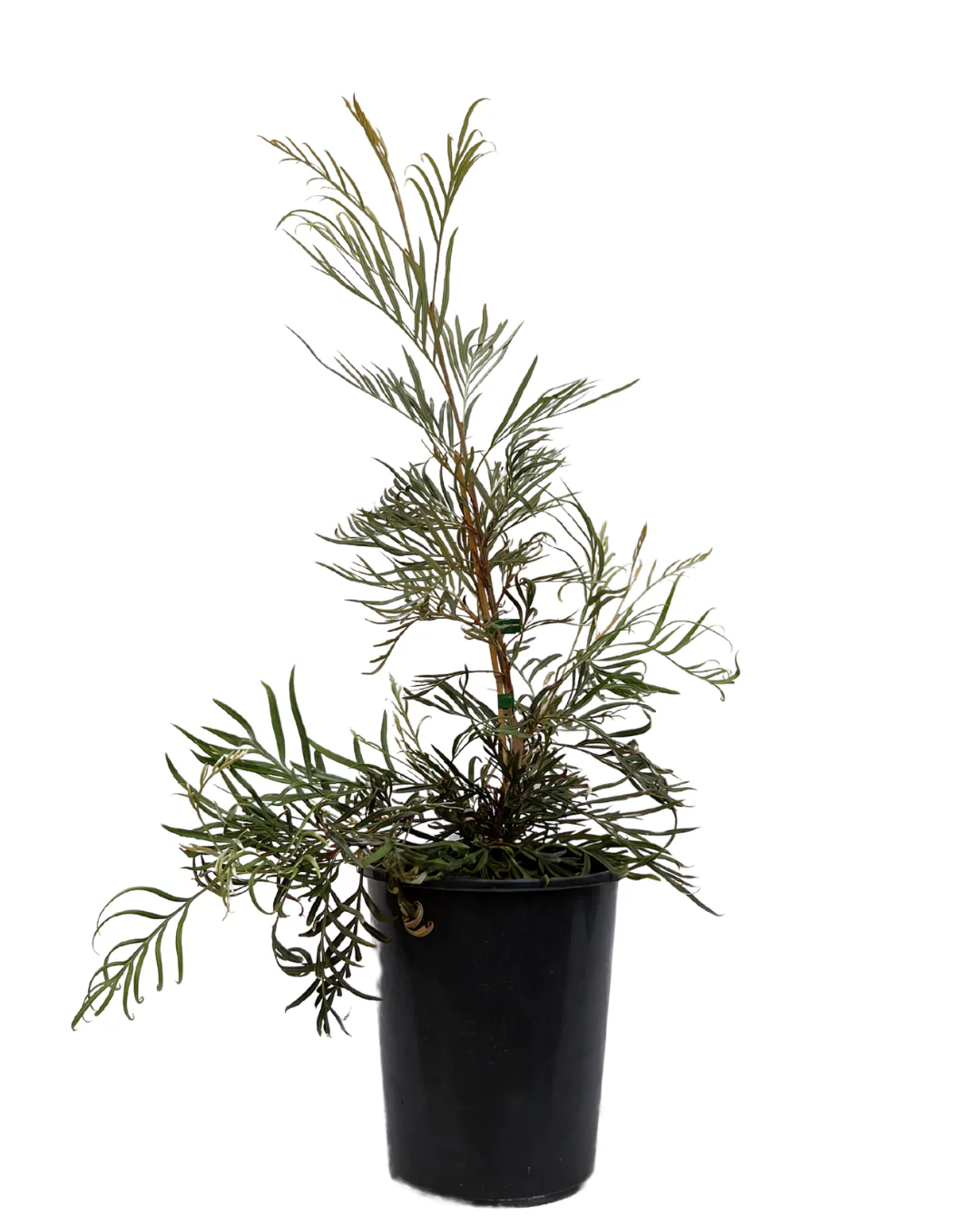 Grevillea Golden Yul-Lo