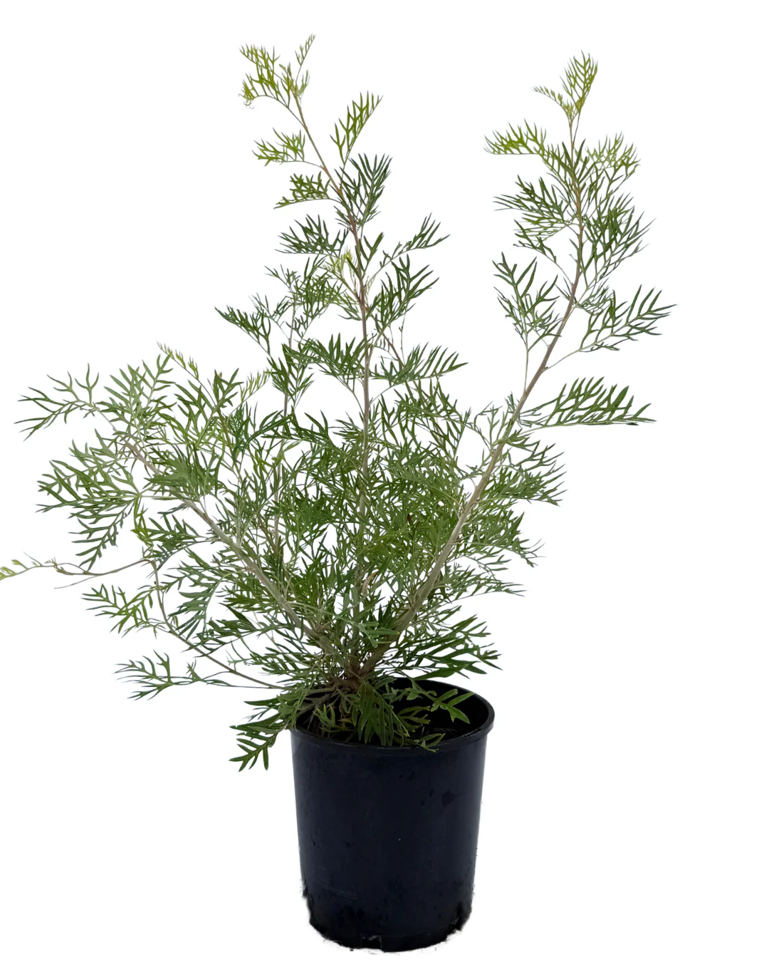 Grevillea Ned Kelly