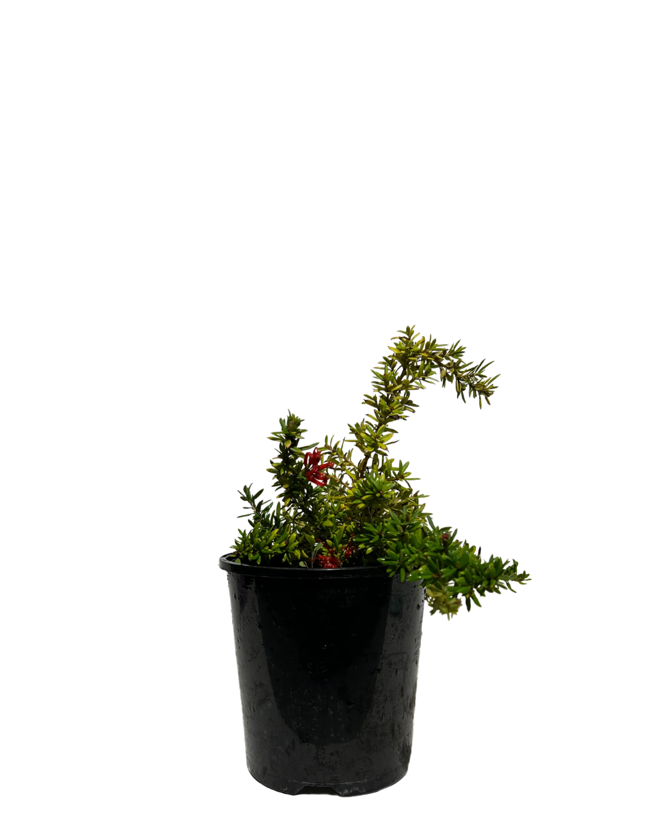 Grevillea New Blood