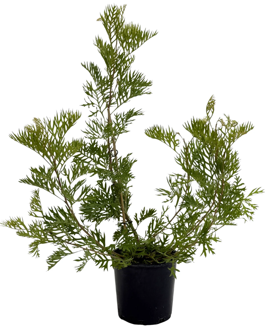 Grevillea Robyn Gordon