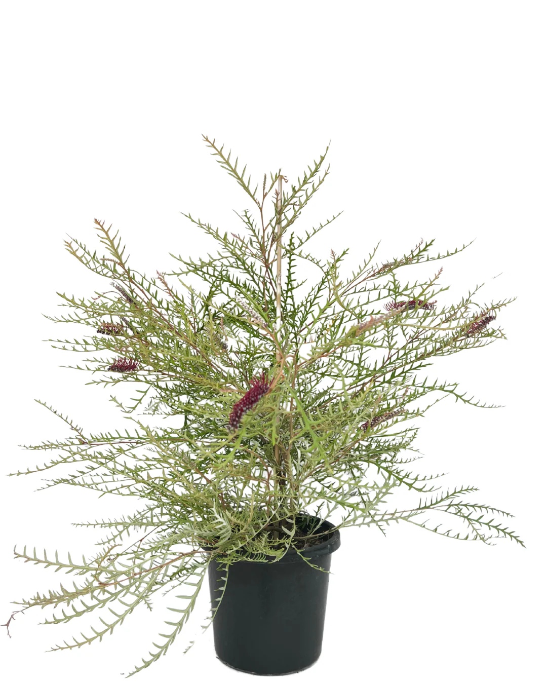 Grevillea Simply Sarah