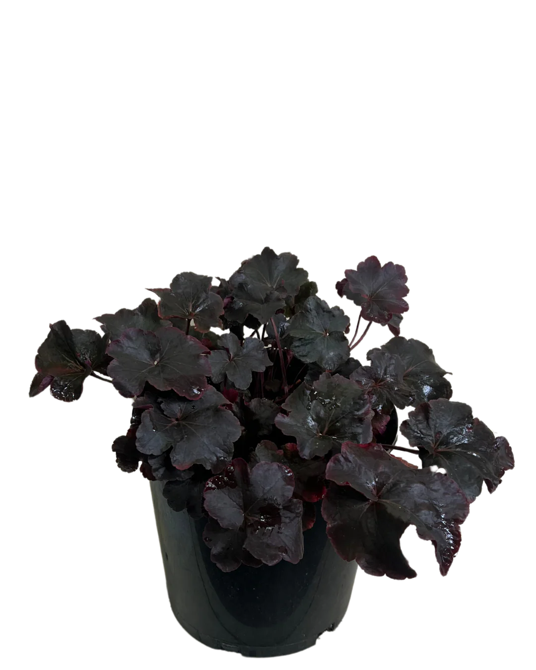 Heuchera Obsidian
