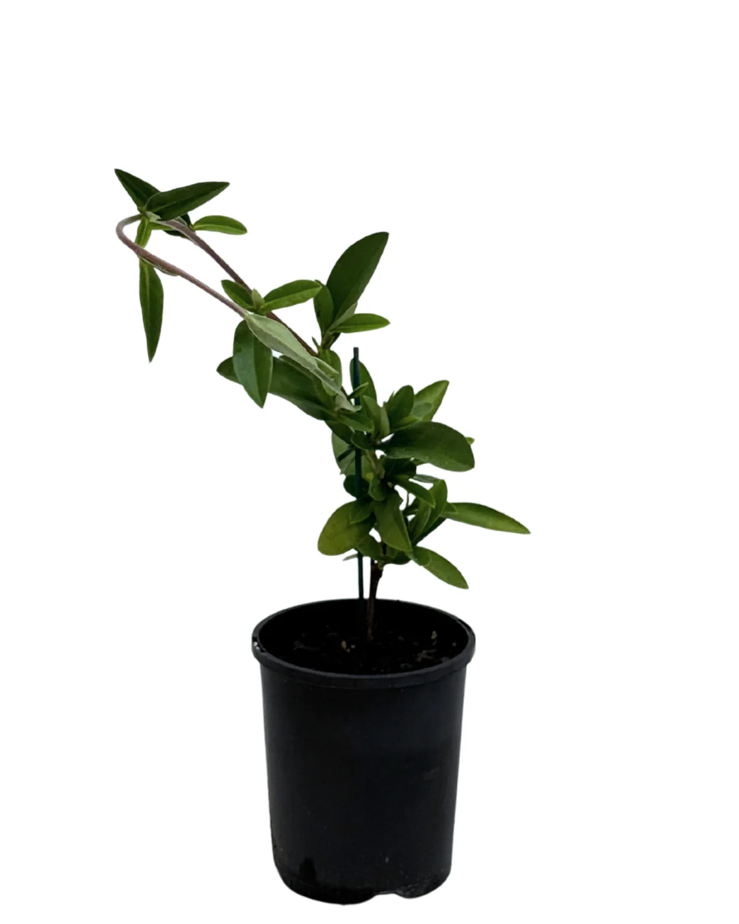 Hibbertia Groundswell